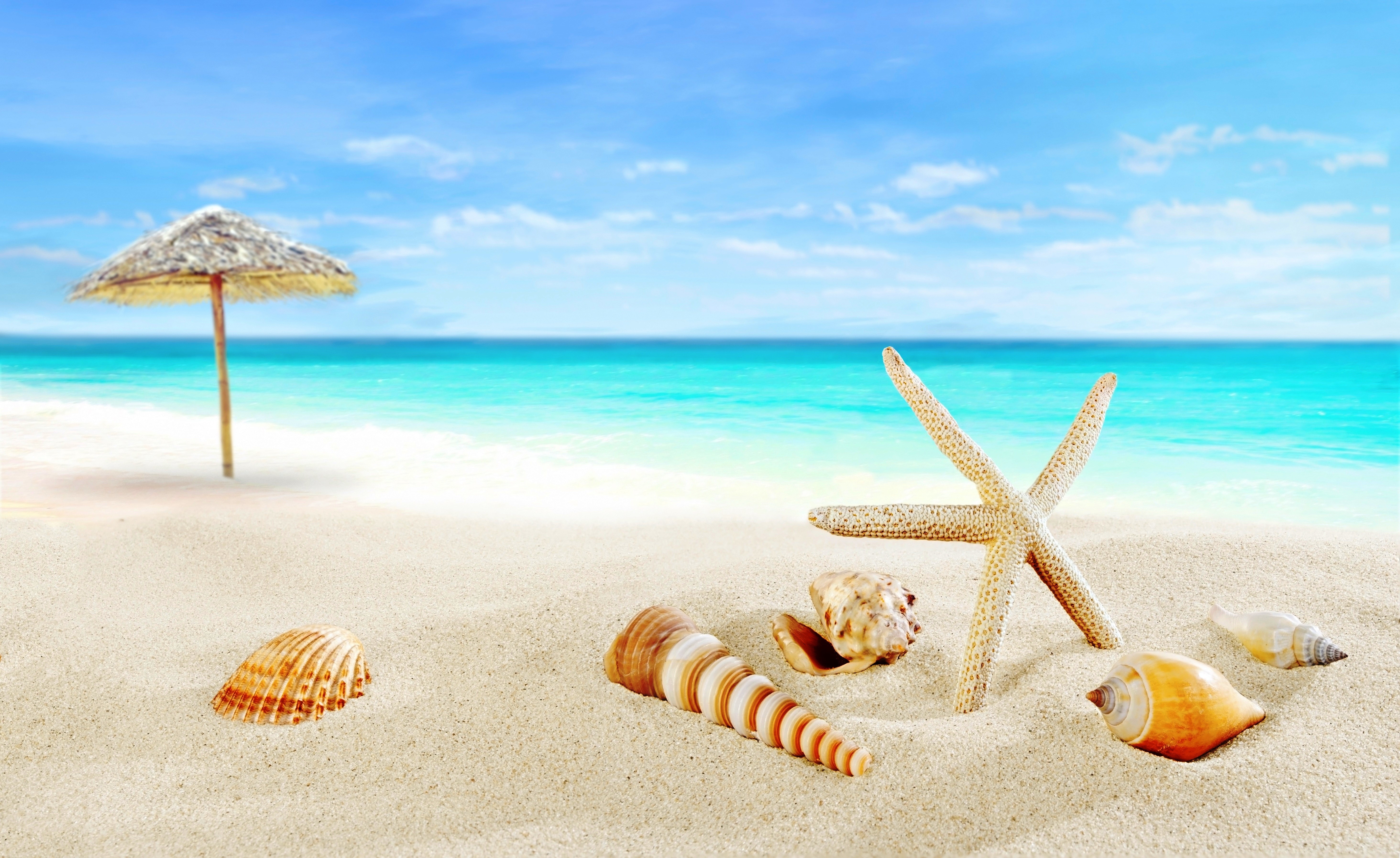 4K, 5K, Shells, Sea, Starfish, Summer, Beach, Sand Gallery HD Wallpaper