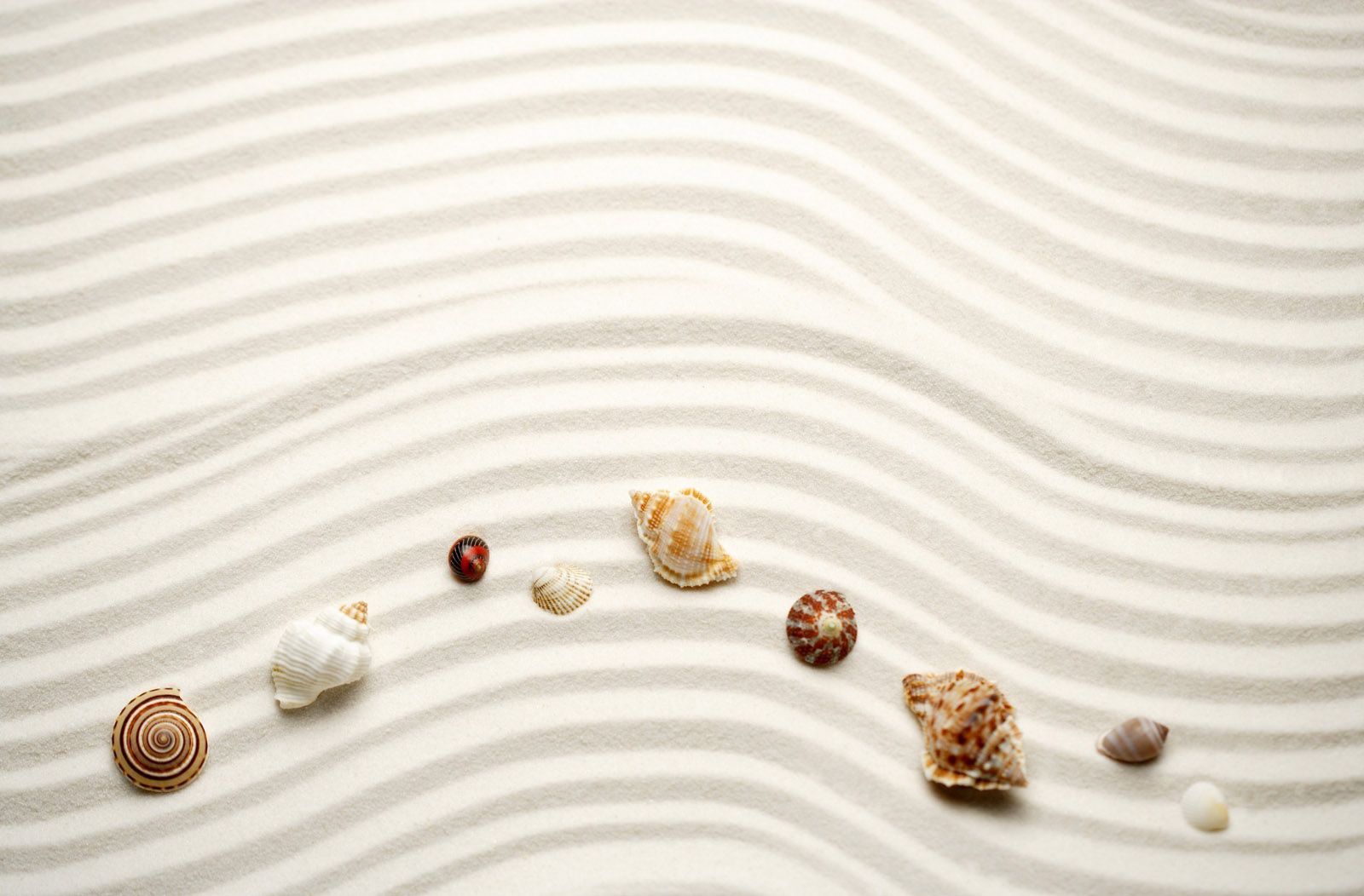 beach sand sea shell wallpaper 5. Beach wallpaper, Nature beach, Sea shells