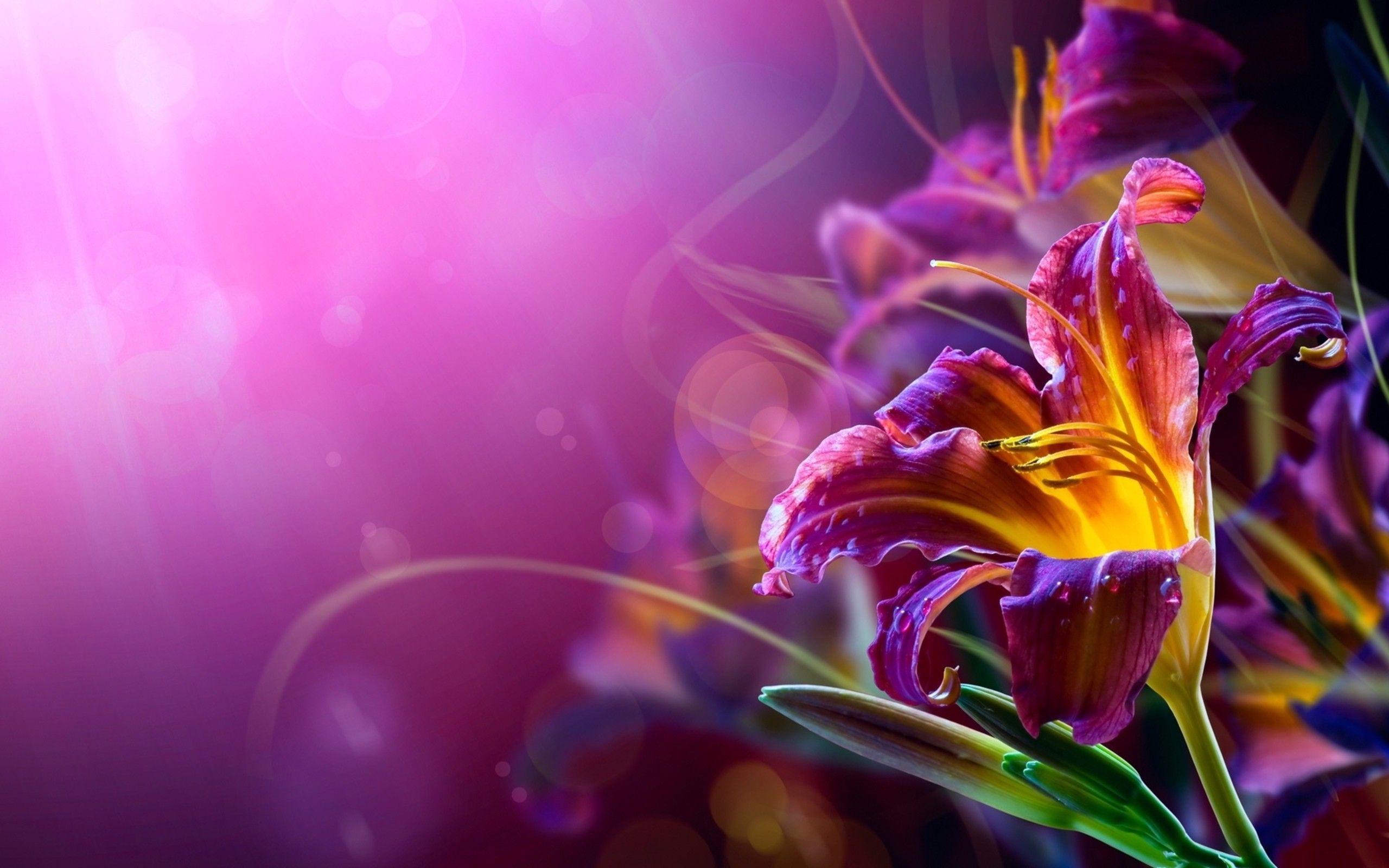 Free download Abstract Flower Wallpaper Free Is 4K Wallpaper Ganesha Flower [2560x1600] for your Desktop, Mobile & Tablet. Explore Abstract Flower Wallpaper. Background Abstract, Flower Background, Wallpaper Abstract