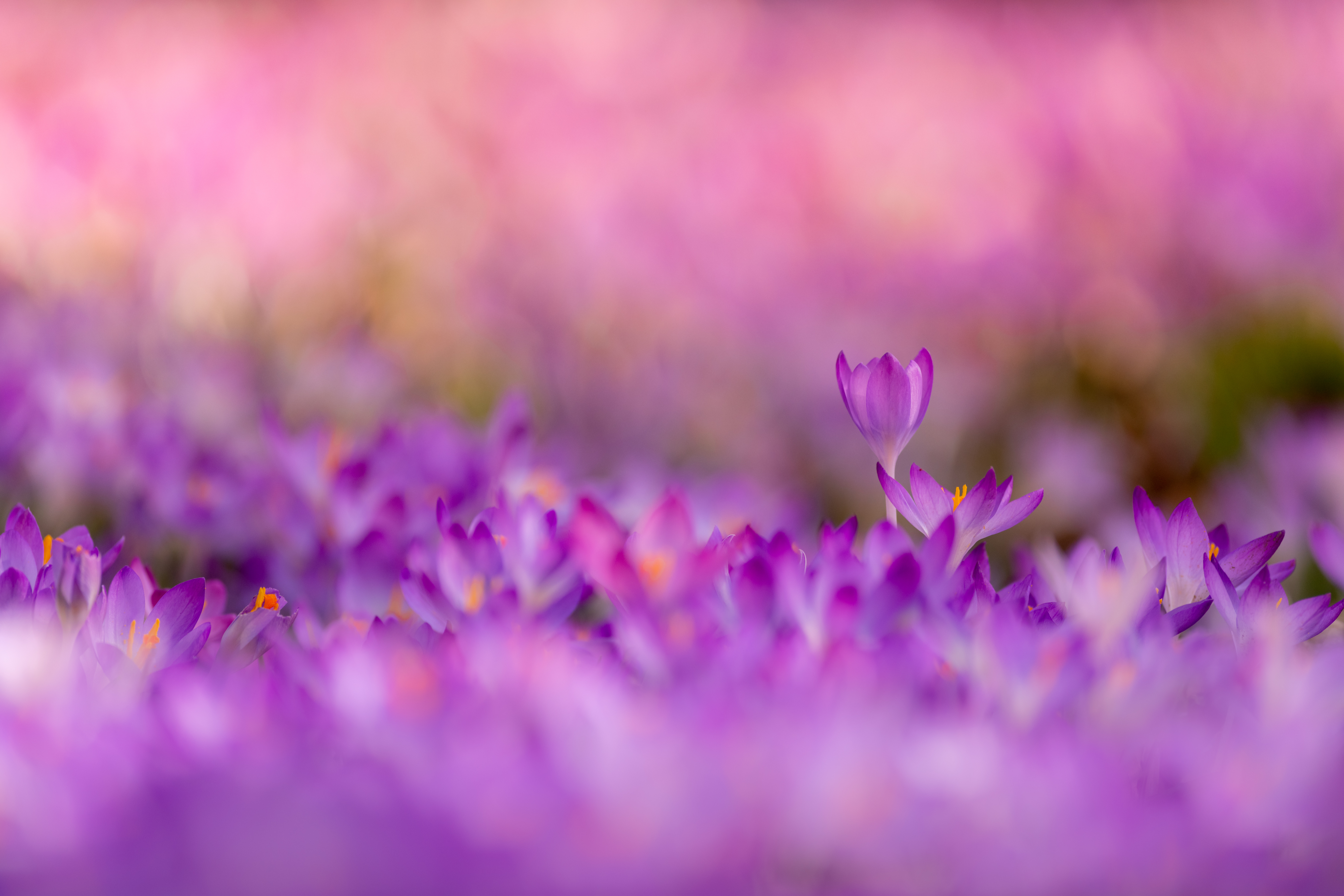 Download Purple Flower Nature Crocus 8k