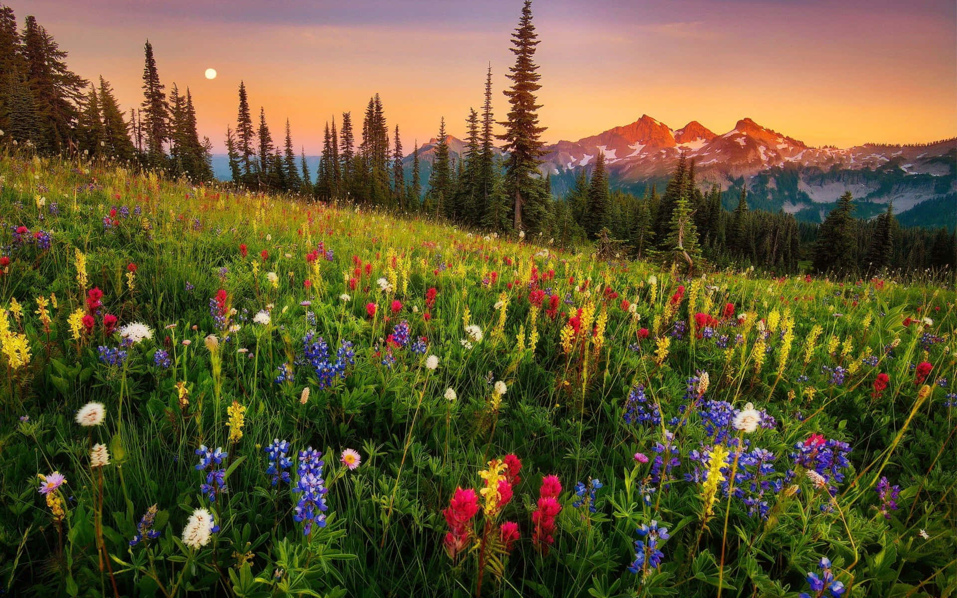 Download A bright and vibrant field of wildflowers Wallpaper