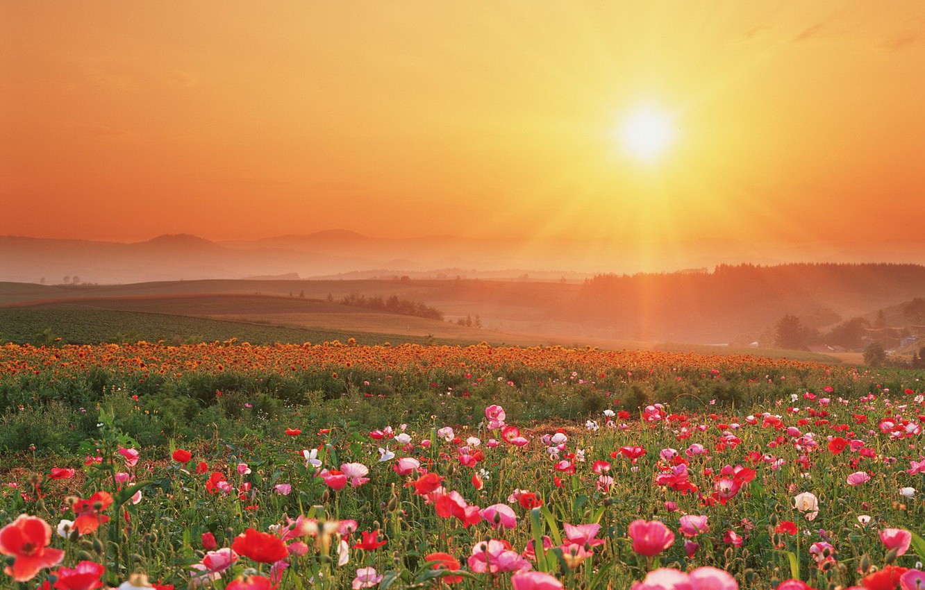 Wallpaper sunset, flowers, Field image for desktop, section пейзажи