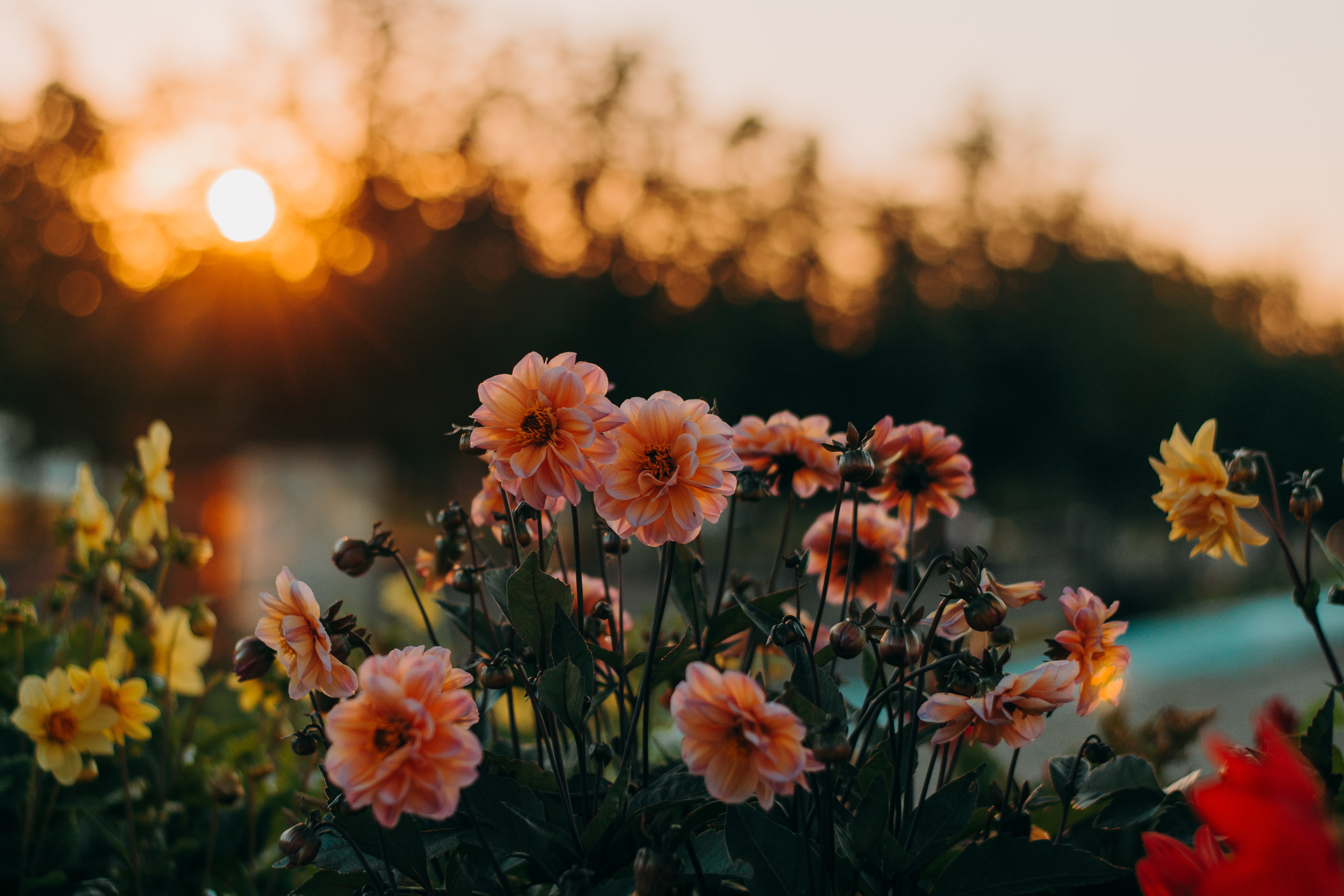 nature landscape sunset flowers hill field spring wildflowers Gallery HD Wallpaper