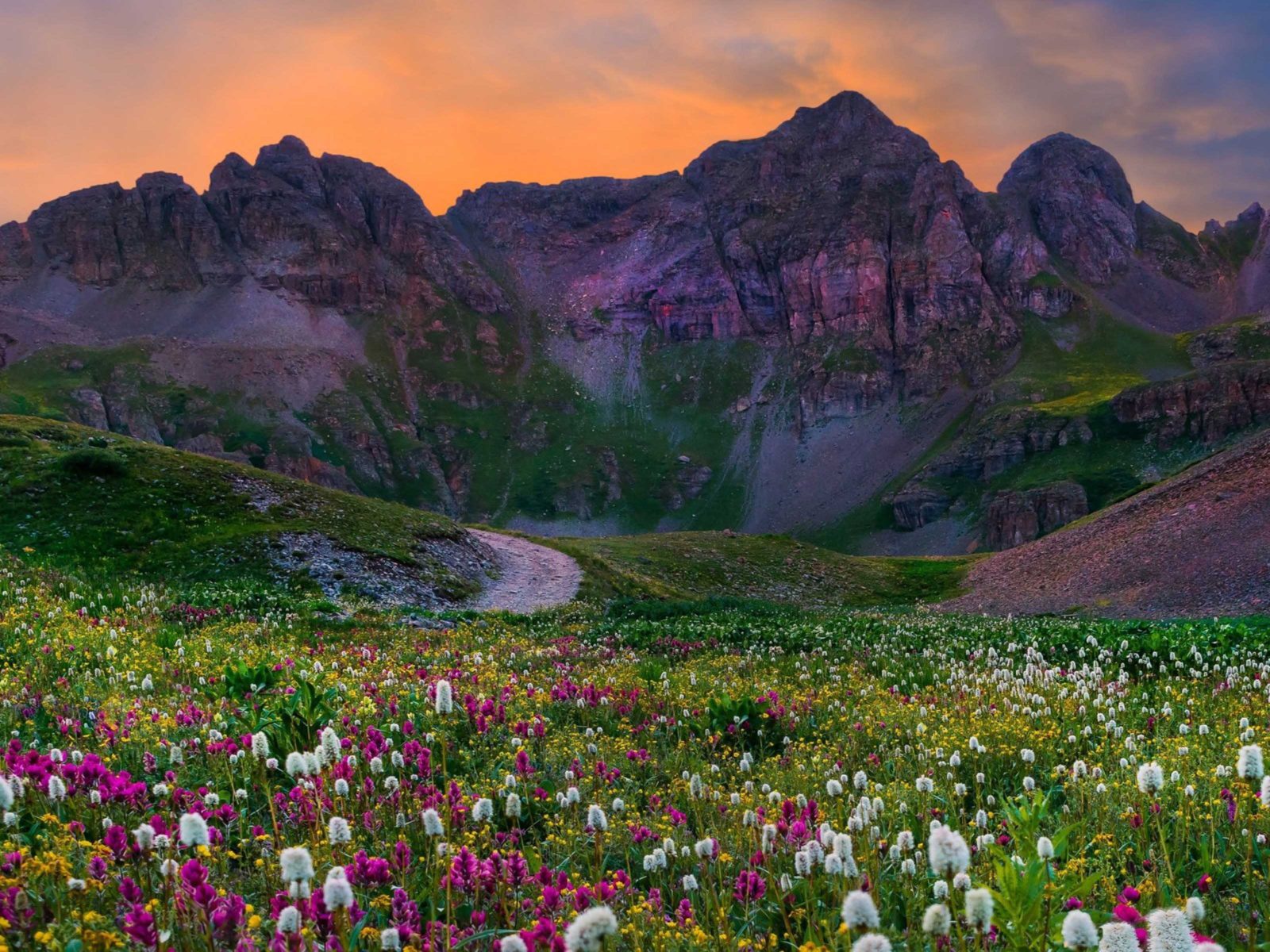 Wildflowers Field With Flowers Green Grass Sunset Mountain Colorado, Wallpaper13.com