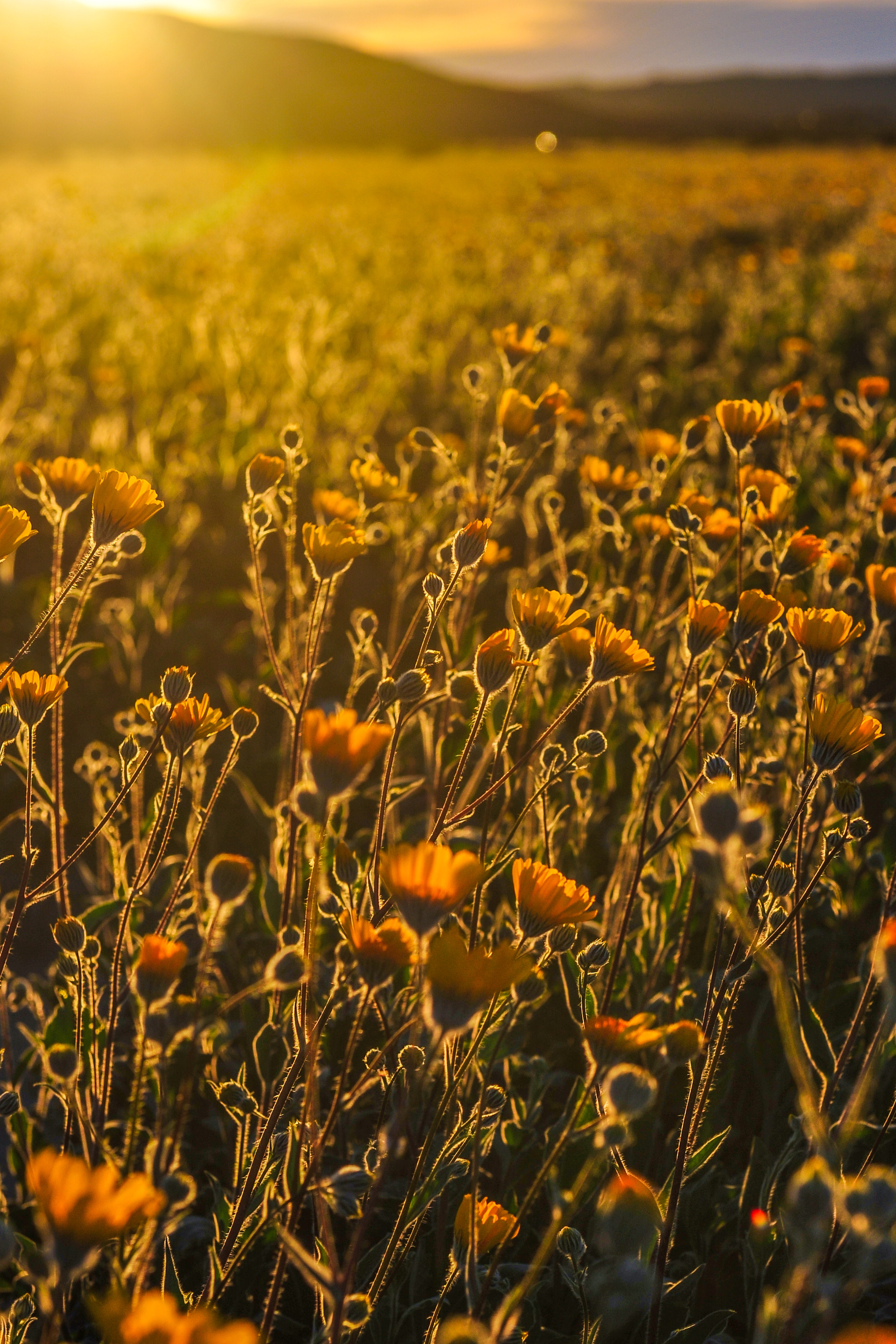 Wild Flowers Photo, Download The BEST Free Wild Flowers & HD Image