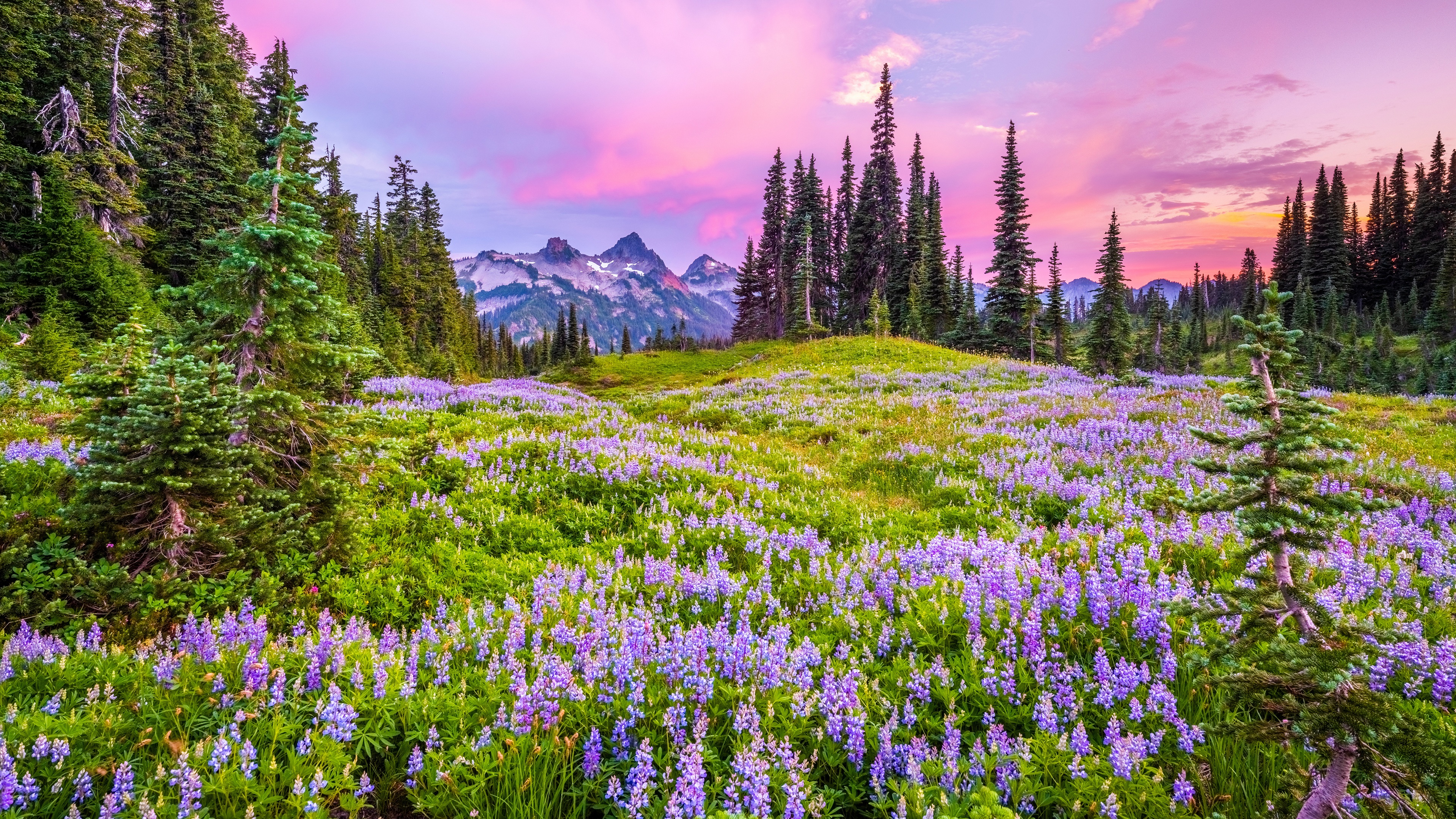 Mount Rainier National Park USA Nature Field Flowers Sky Clouds Trees Mountains Sunset Wallpaper:3840x2160