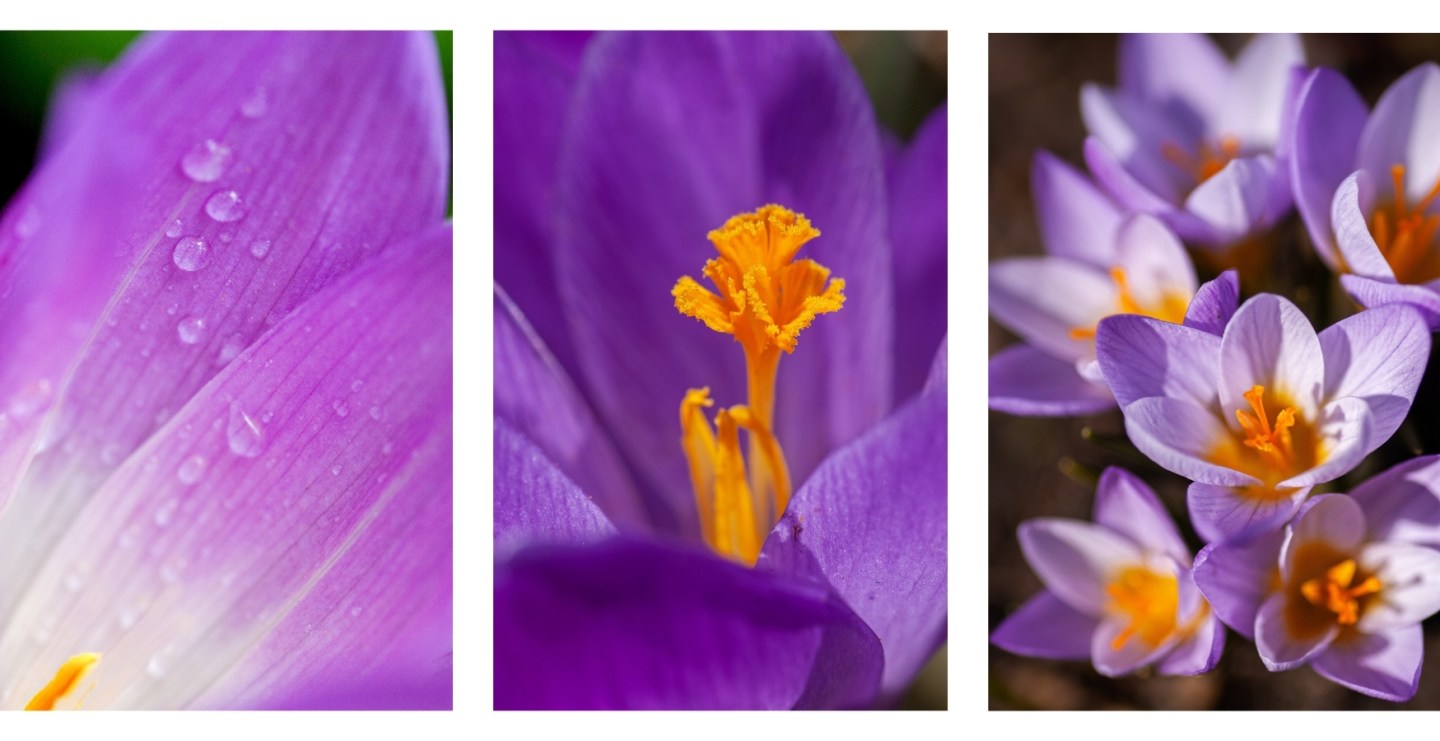 Purple Aesthetic Wallpaper Background For iPhone of the Snow