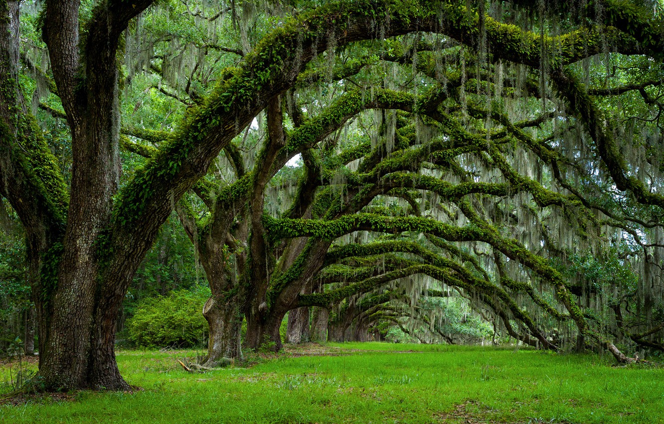 Wallpaper trees, spring, South Carolina, USA, state, Charleston image for desktop, section природа