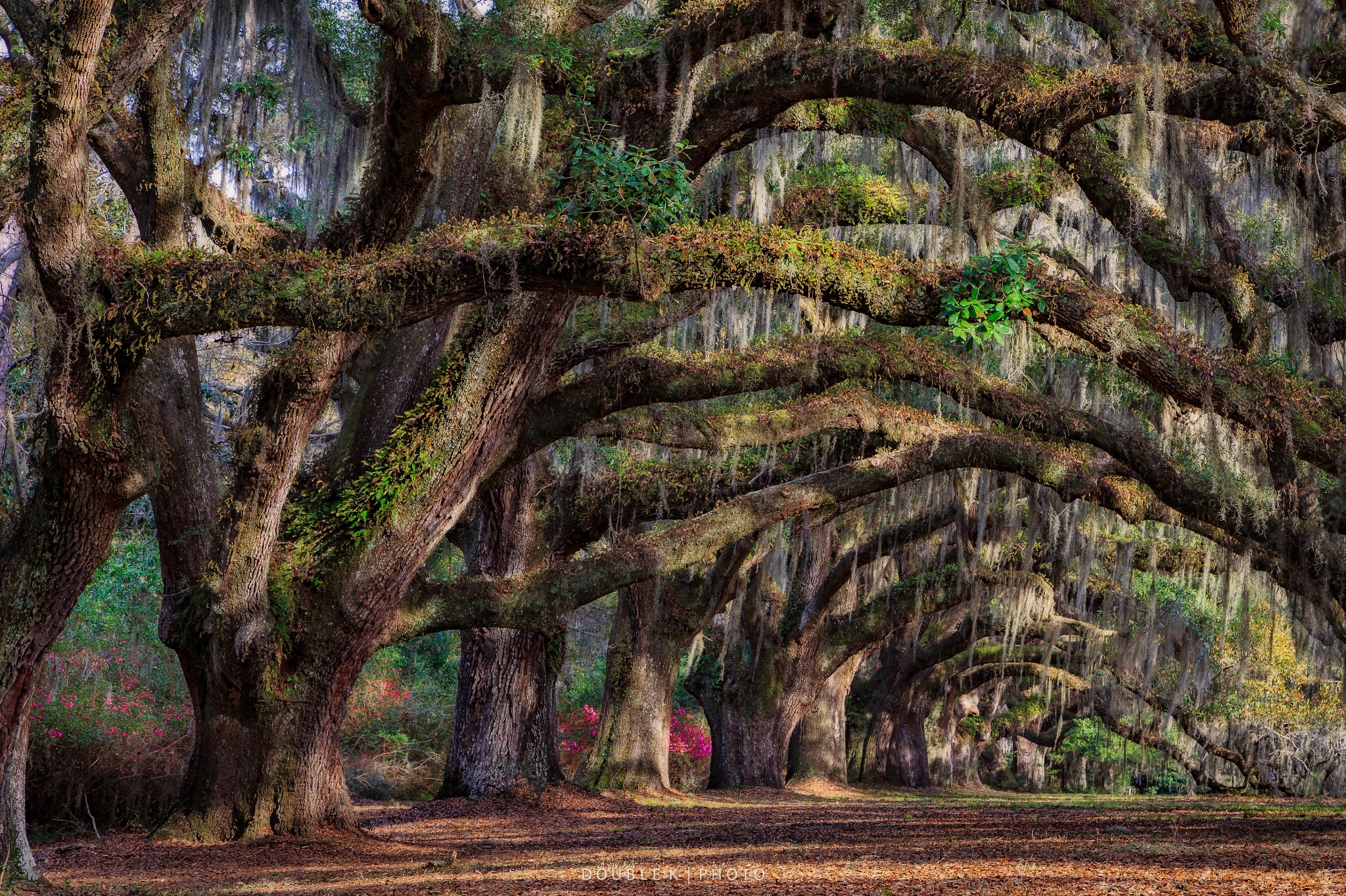 South Carolina Charleston, USA, Spring, Trees, Branches Gallery HD Wallpaper