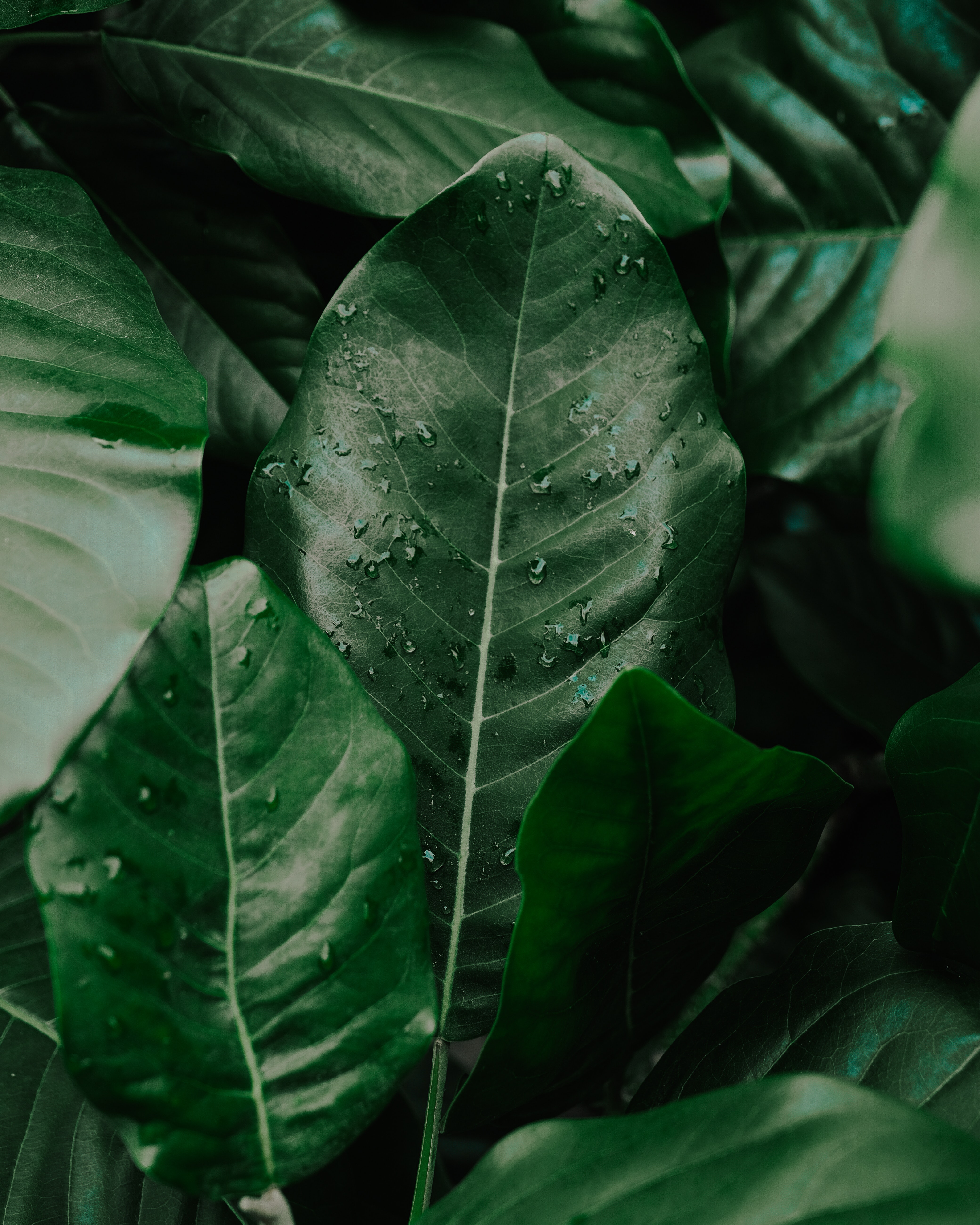 Dark Green Leaves Photo, Download The BEST Free Dark Green Leaves & HD Image