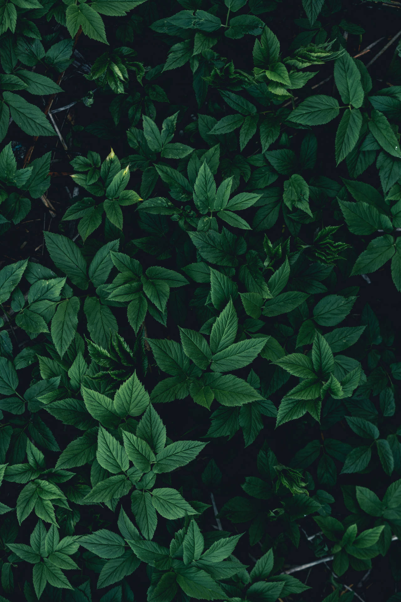 Download Dark Green Leaves Pattern Wallpaper