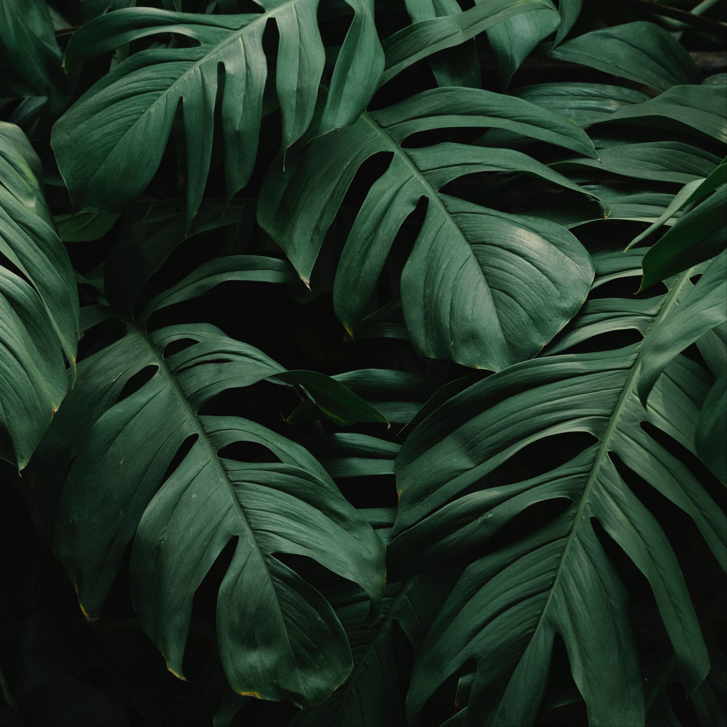 Download wallpaper 2780x2780 leaves, plant, green, dark, vegetation ipad air, ipad air ipad ipa. iPad air wallpaper, iPad mini wallpaper, iPad pro wallpaper