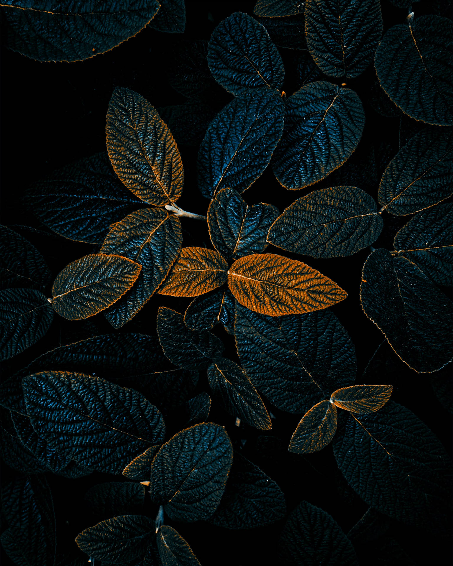 Download Dark Green Leaves HD Phone Wallpaper