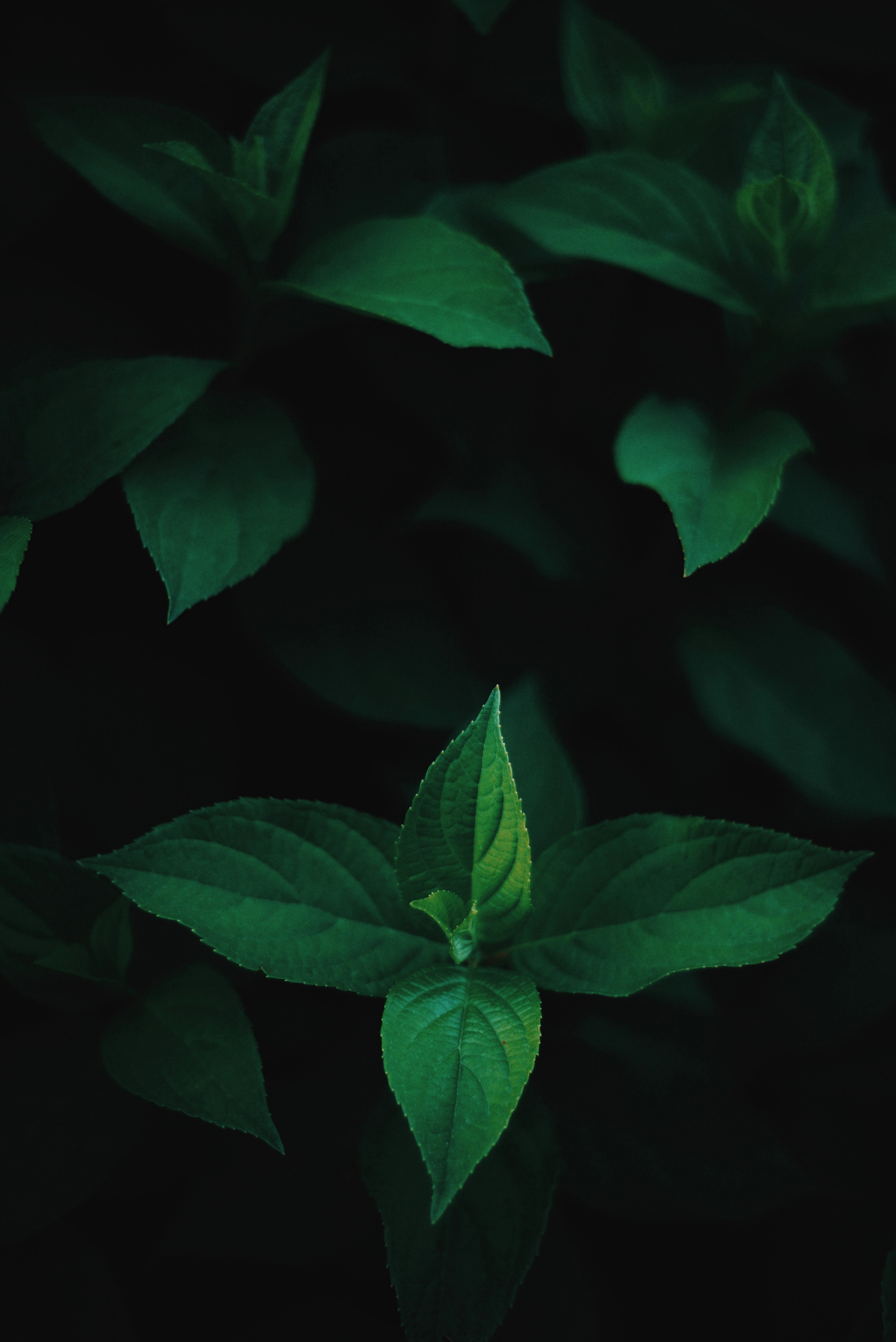 Wallpaper / leaves leaf green and dark HD 4k wallpaper free download