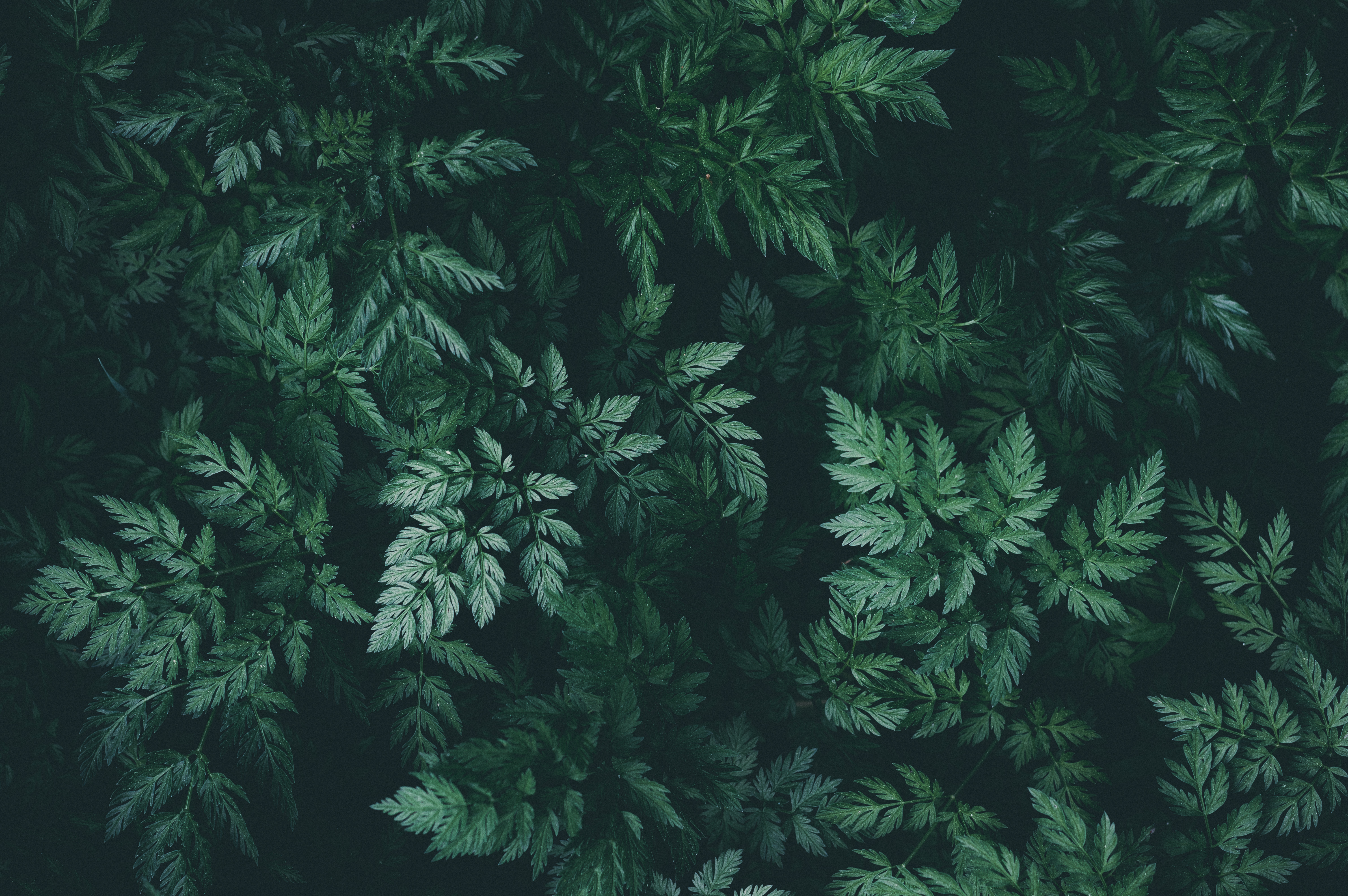 Free Image, background, nature, green leaves, darkness, dark green, botanic, botany, texture, leaf, flora, wallpaper, color, close up, environment, vegetation, terrestrial plant, tree, rainforest, organism, forest, vascular plant, jungle, fern