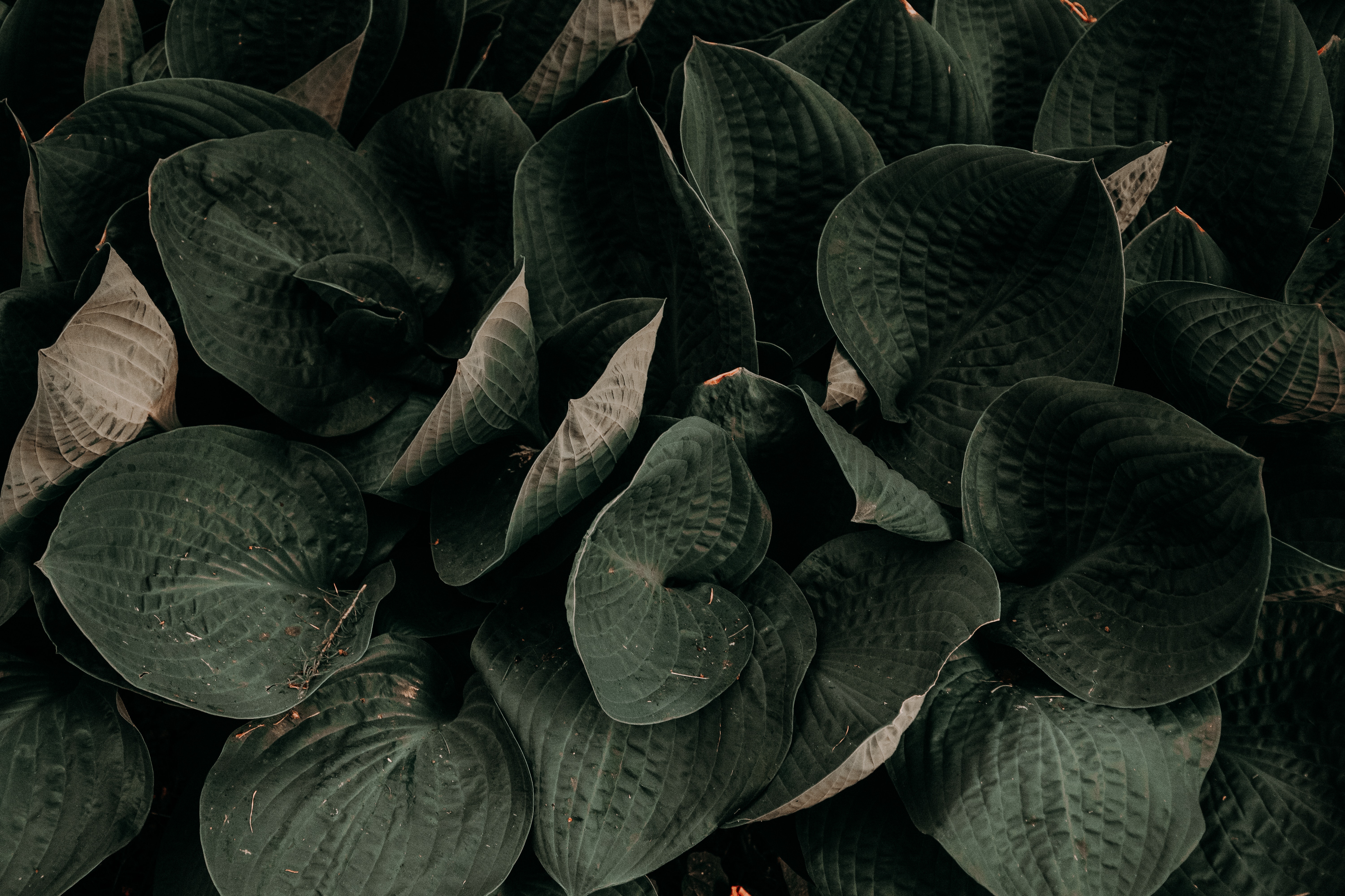 Dark Green Leaves Photo, Download The BEST Free Dark Green Leaves & HD Image