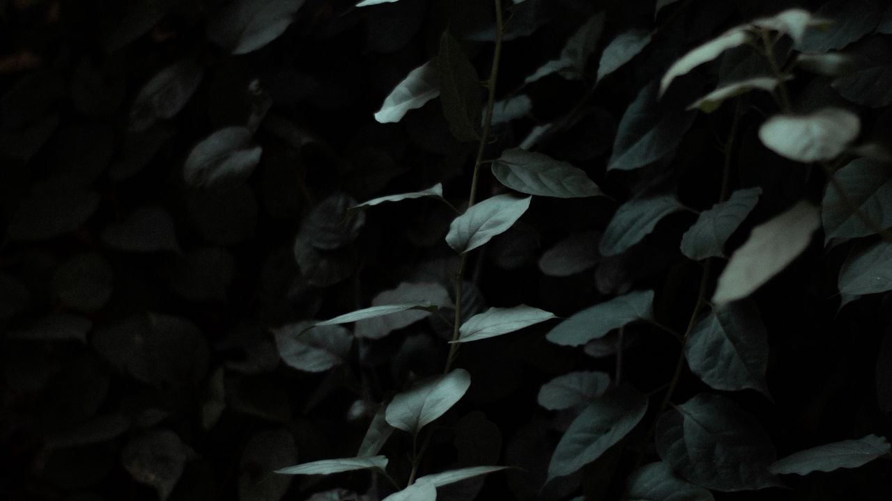 Wallpaper leaves, dark, green, plant, branches hd, picture, image