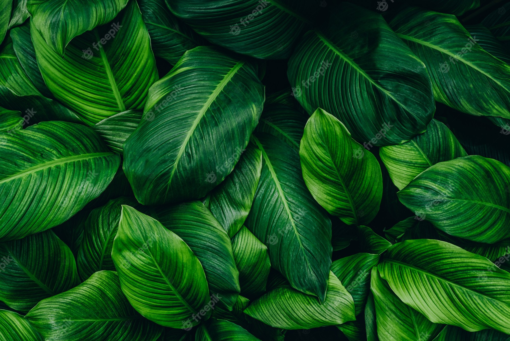 Green Leaf Background Image