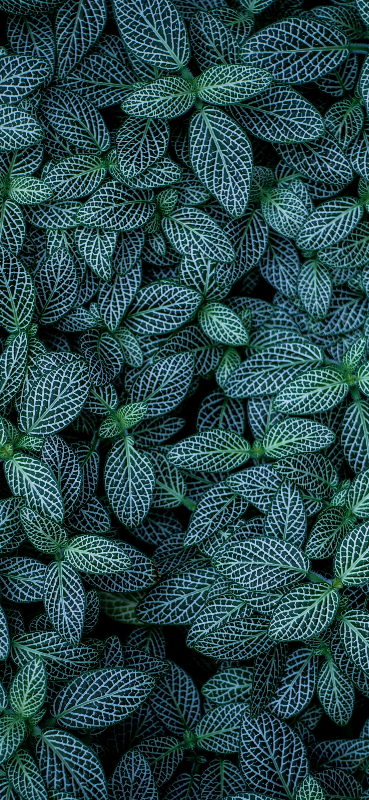 Green leaves Wallpaper 4K, Plants, Leaf Background, Nature