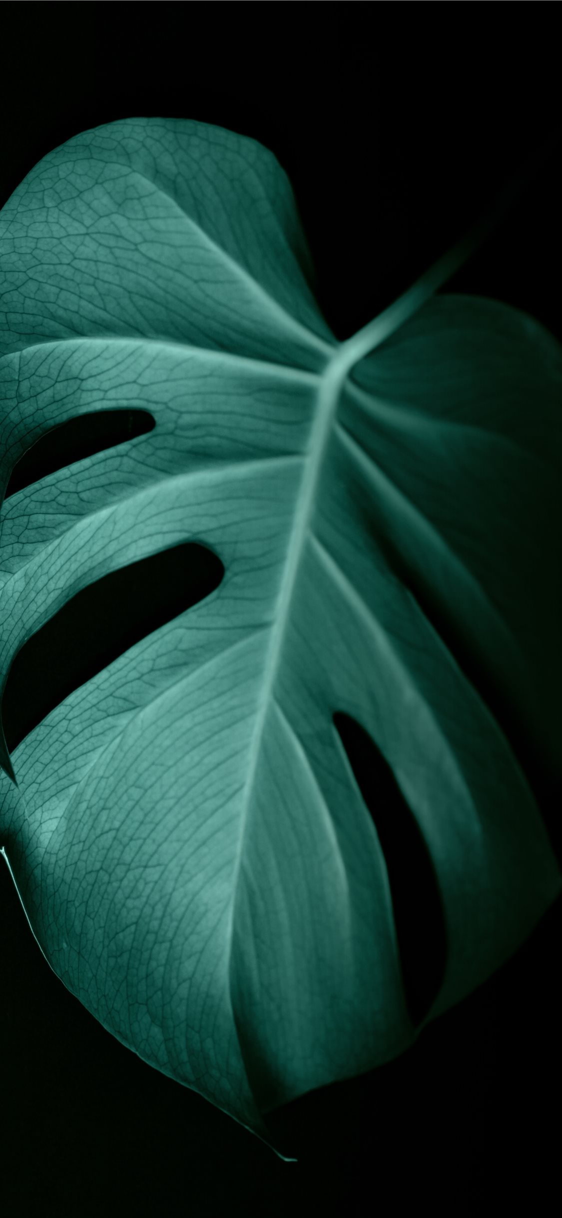 green leaf in dark surface iPhone X Wallpaper Free Download