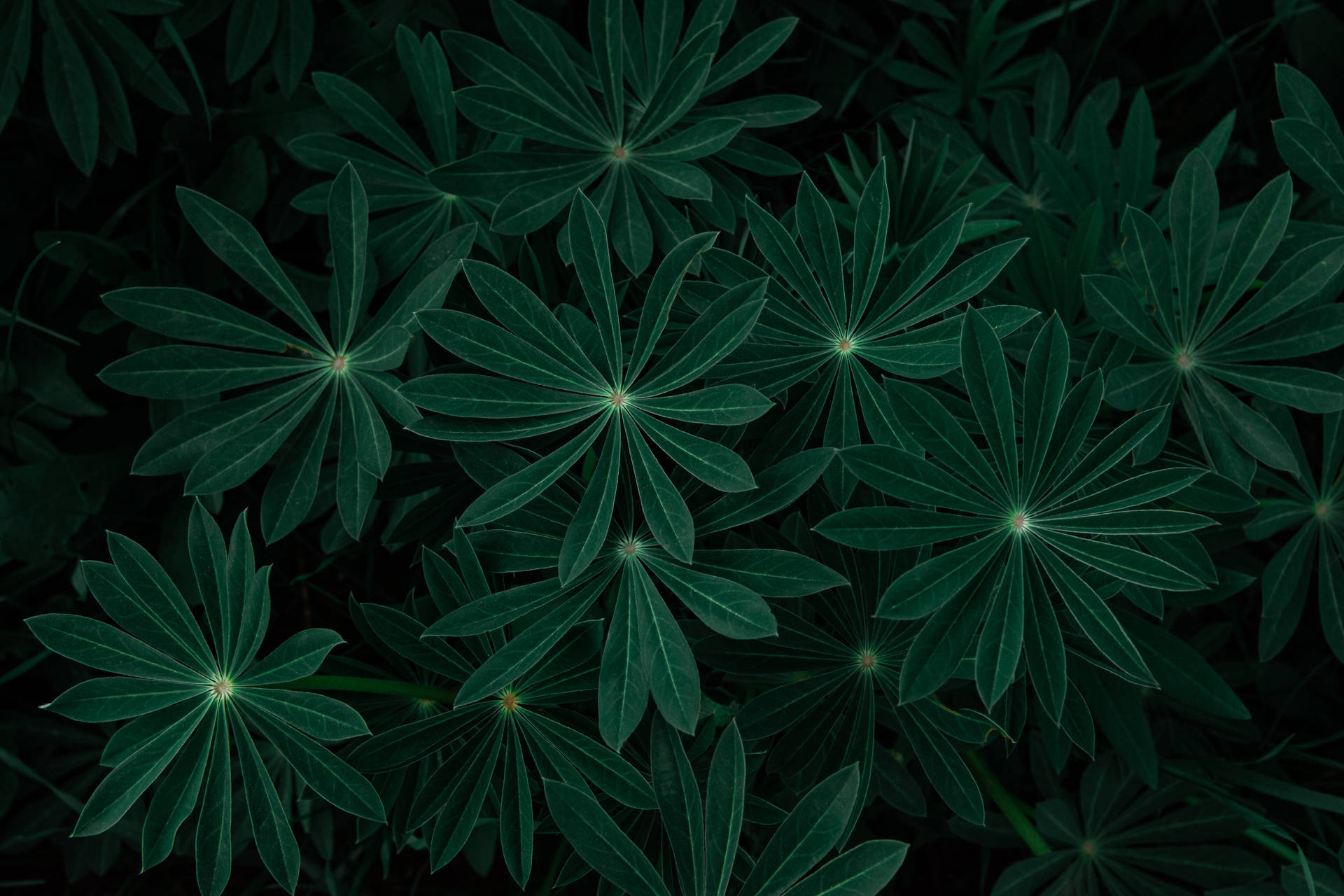 Download Dark Green Nature Leaves Wallpaper