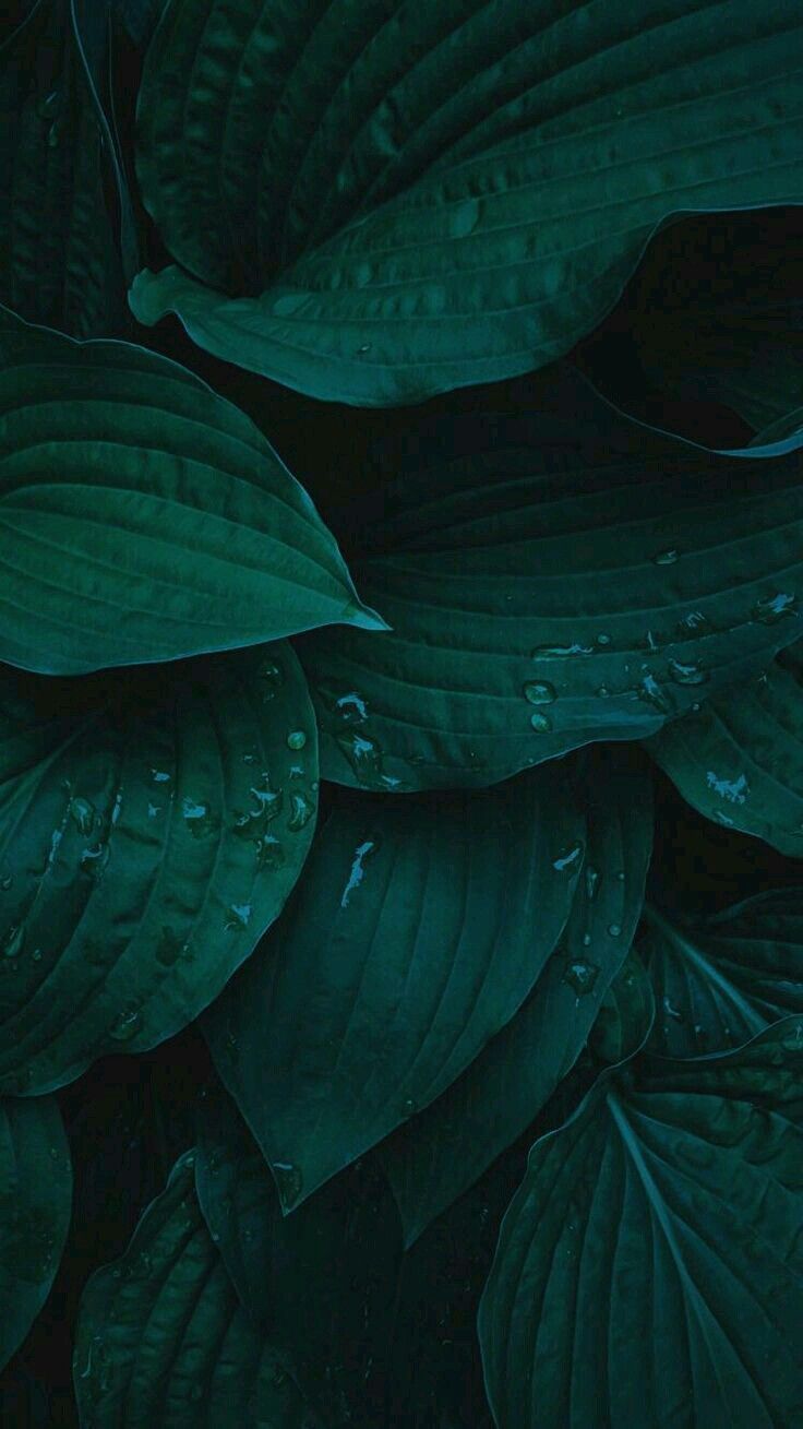 feuille. Dark green wallpaper, Green leaf wallpaper, Dark background wallpaper
