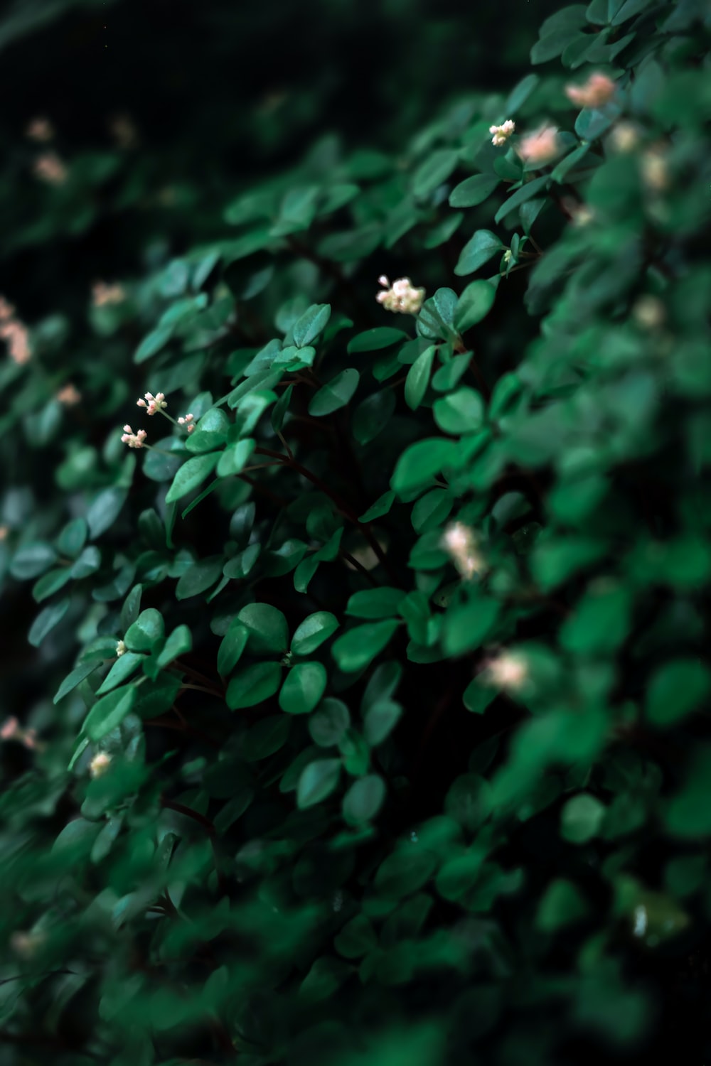 Dark Green Leaf Picture. Download Free Image