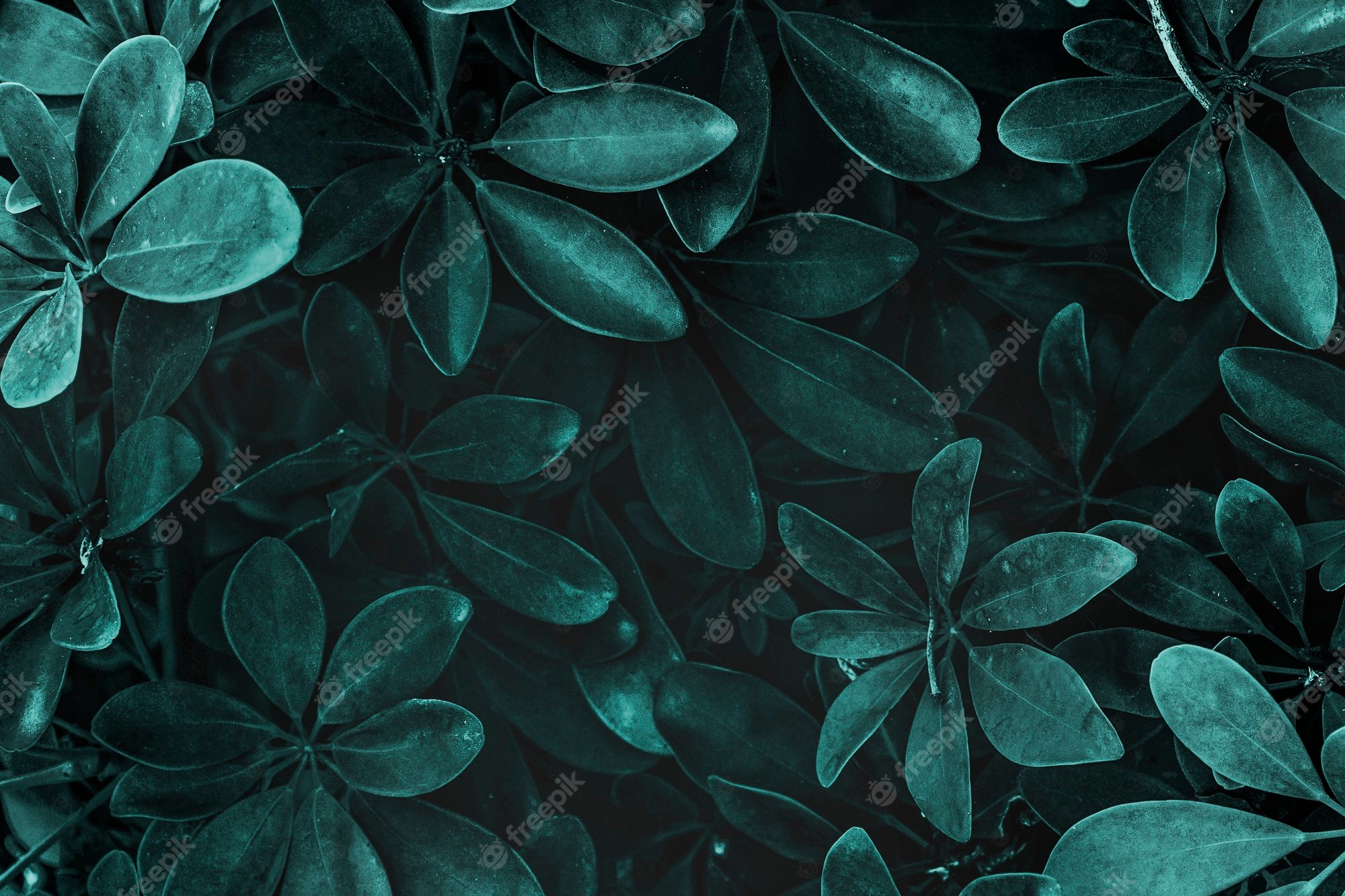 Leaf Wallpaper Image