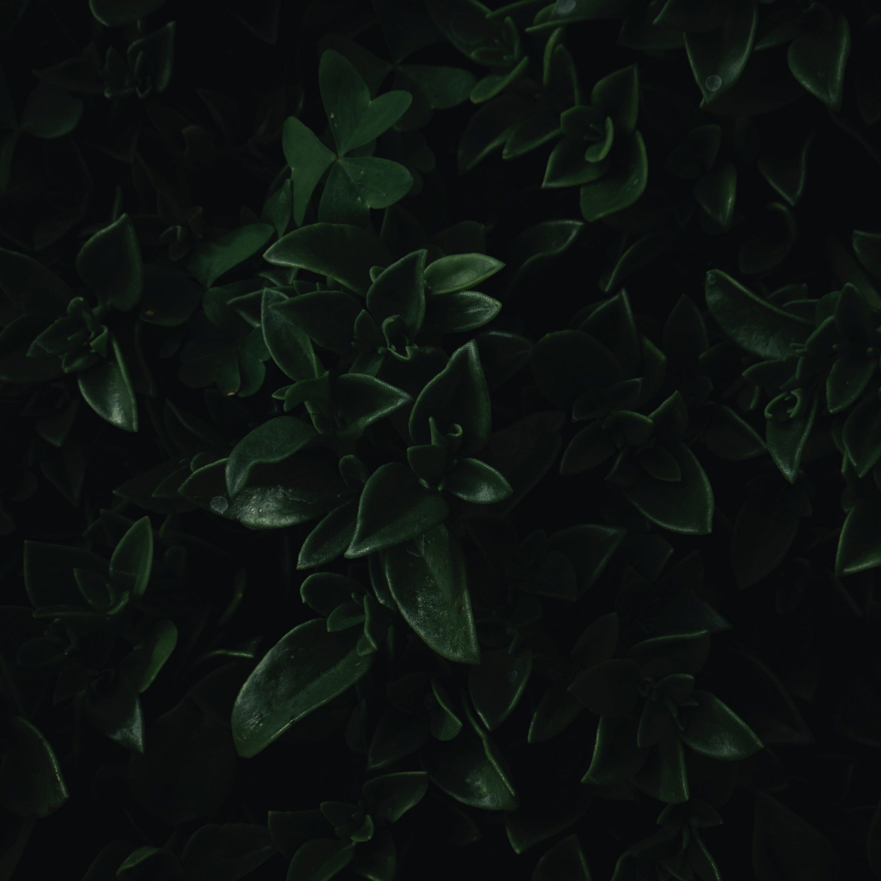 Download wallpaper 2932x2932 green leaves, close up, dark, portrait, ipad pro retina, 2932x2932 HD background, 18806