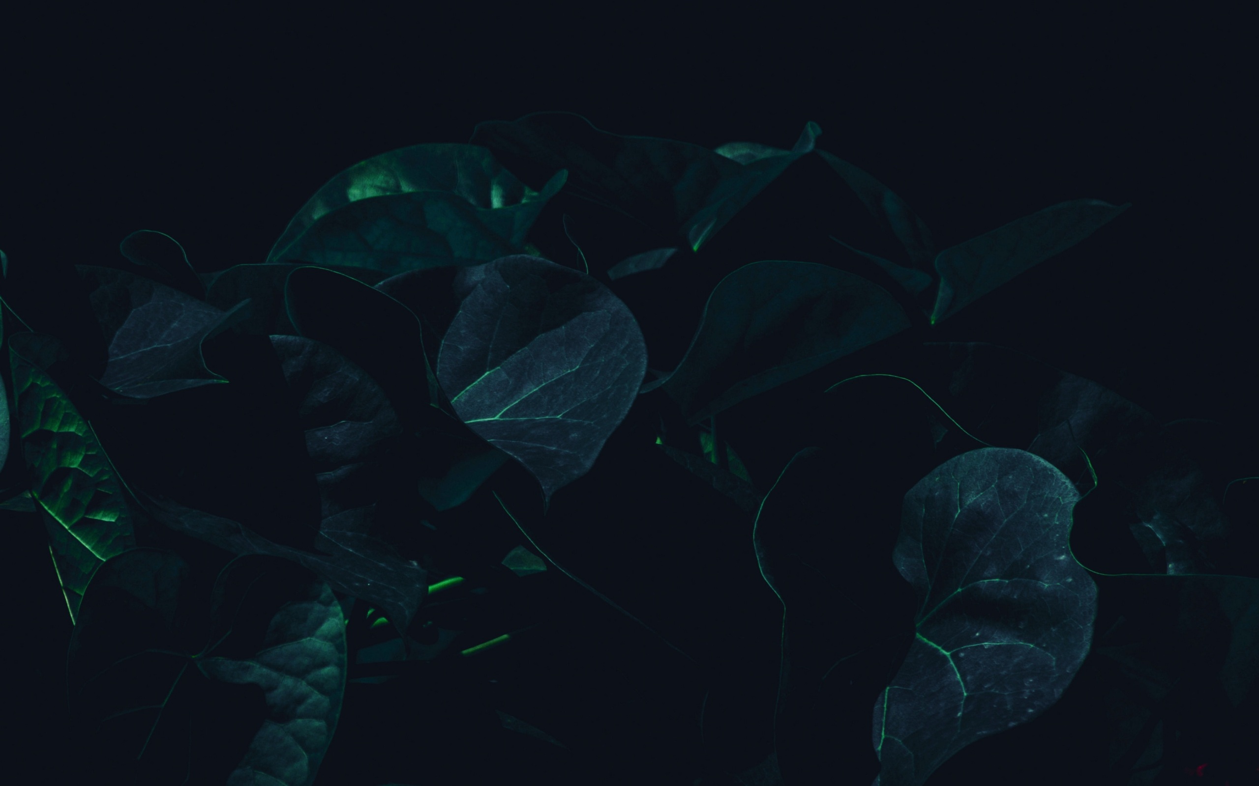 Wallpaper 4k leaves, plant, dark, green, shade 4k Wallpaper