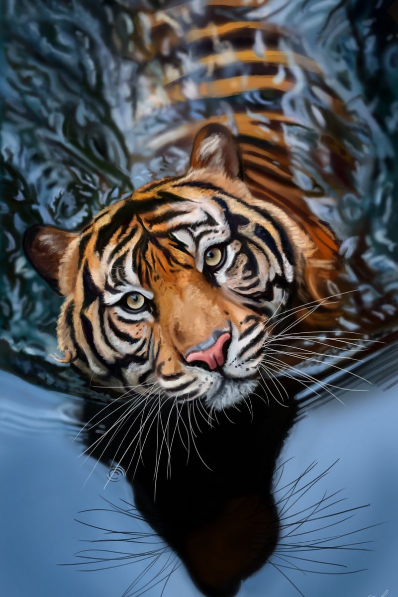 Download Wallpaper 800x1200 Tiger, Water, Art, Big Cat, Predator, Striped Iphone 4s 4 For Parallax HD Background
