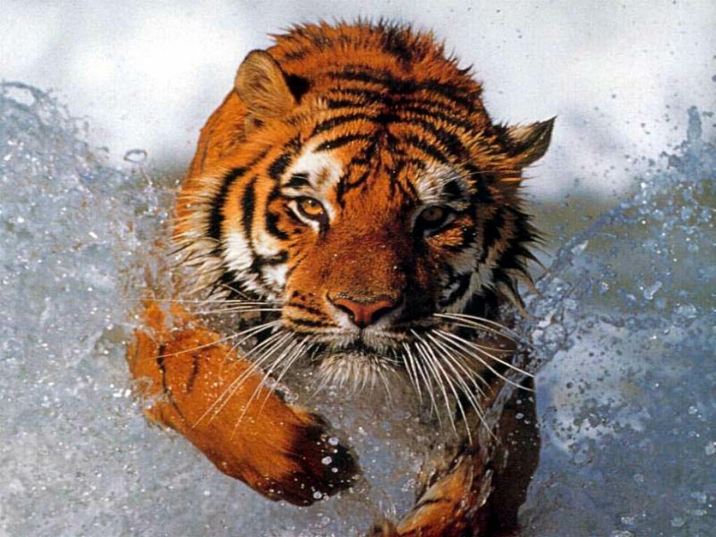Tiger Running Through Water