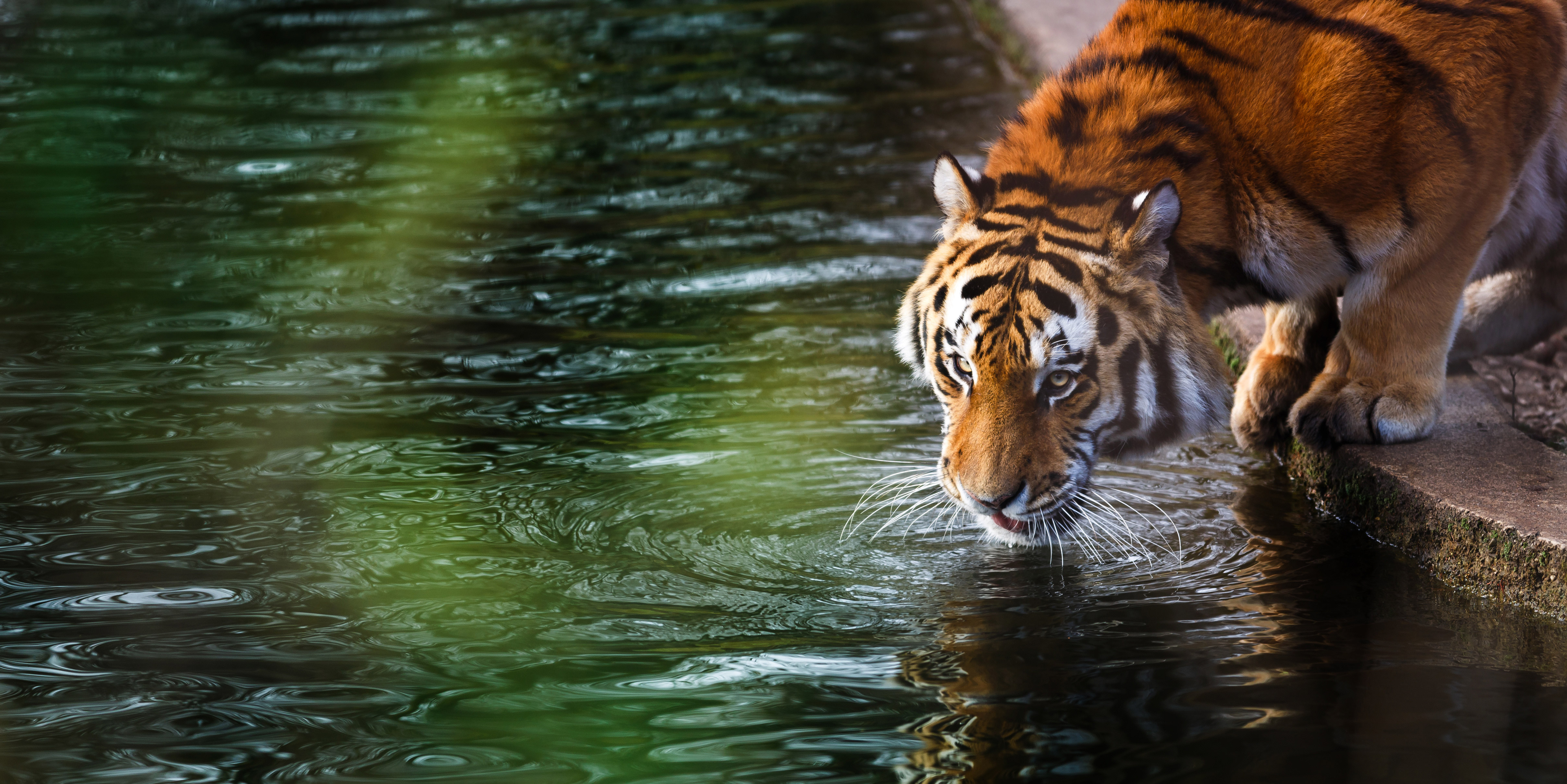 tiger, 4k, animals, reflection, water Gallery HD Wallpaper