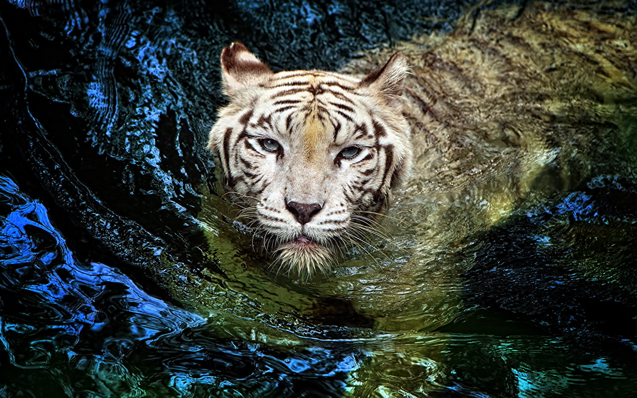 Photo Animals Tigers Big cats White Water swim Glance