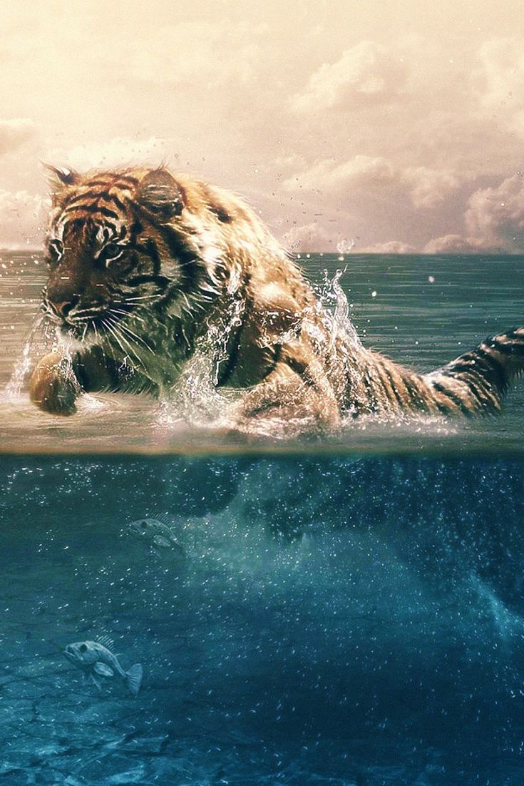 Tiger In Water Wallpapers - Wallpaper Cave