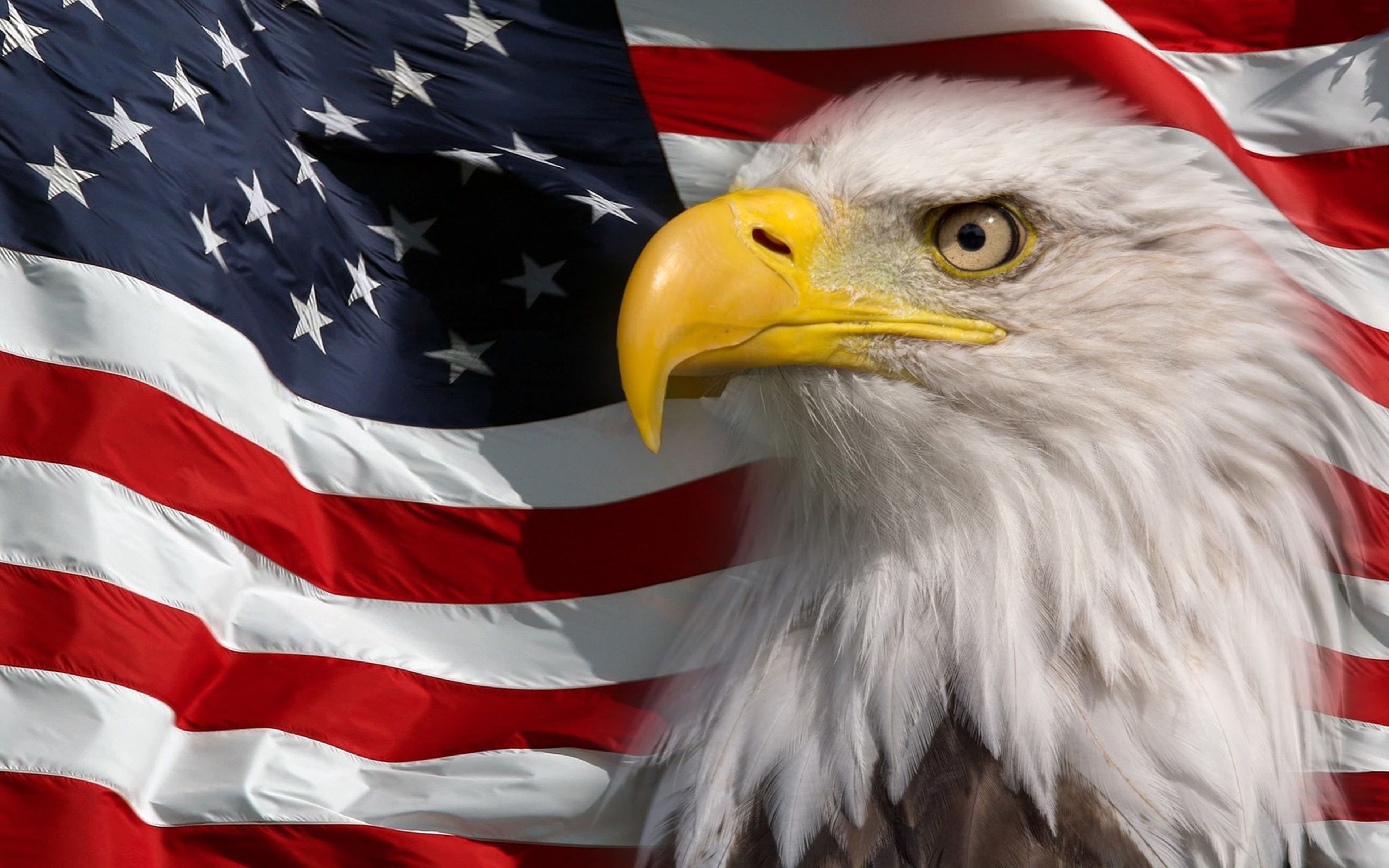 American Flag And Bald Eagle Symbol Of America Picture HD Wallpaper For Mobile Phones Tablet And Pc 3840×2400. American flag wallpaper, Bald eagle, Animal canvas