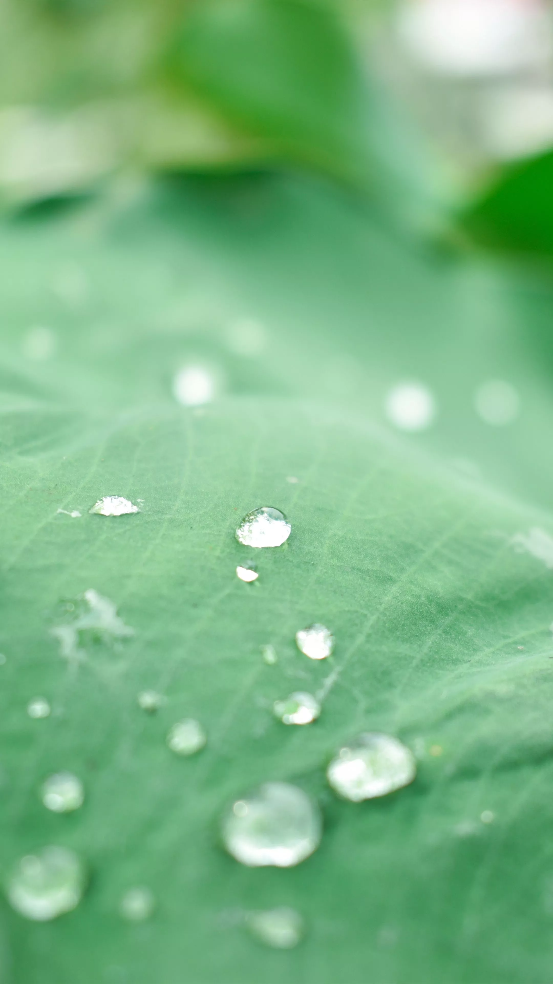 Leaf Water Drops Morning 4K Ultra HD
