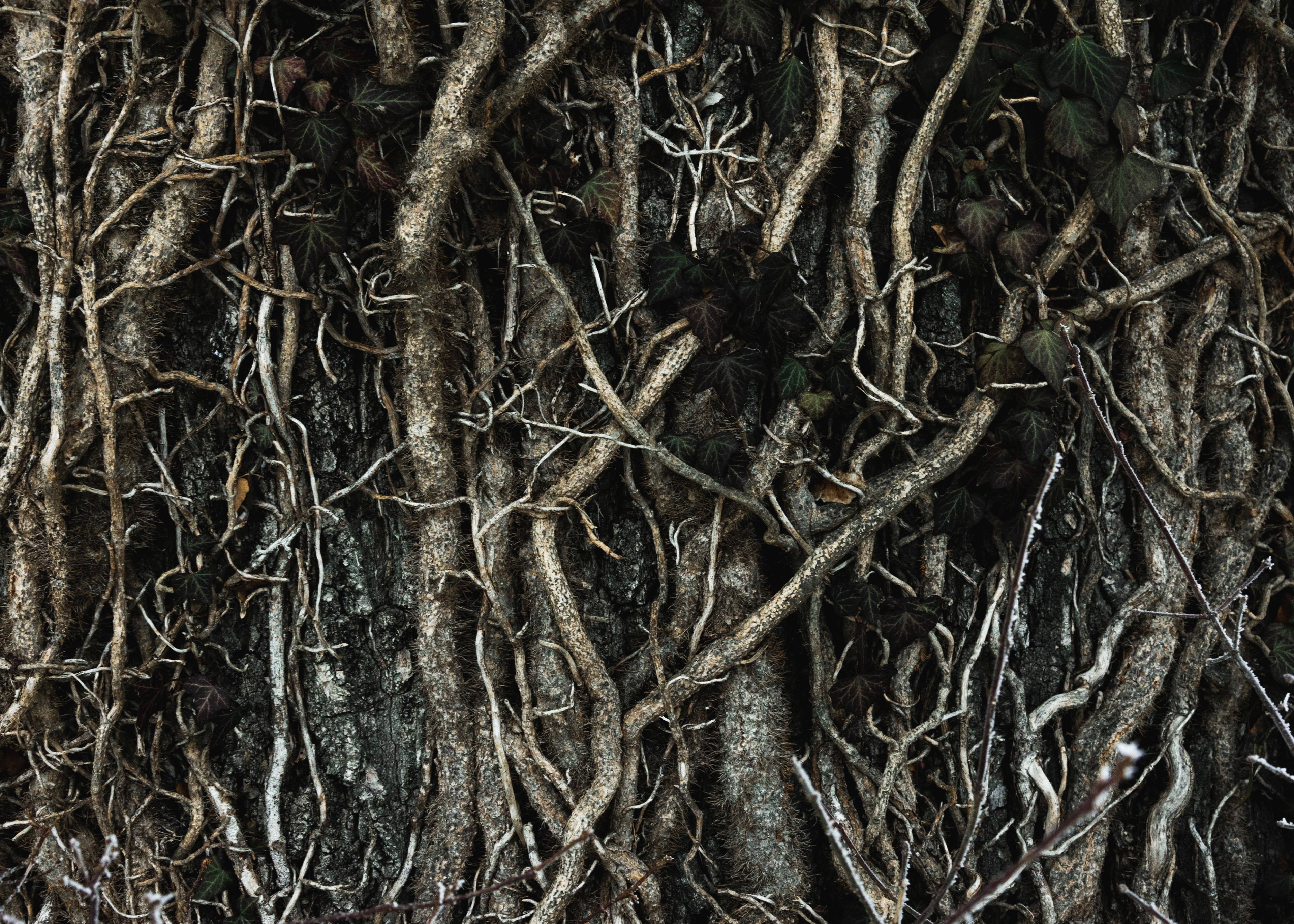 ROOTS Wallpaper By Texturae