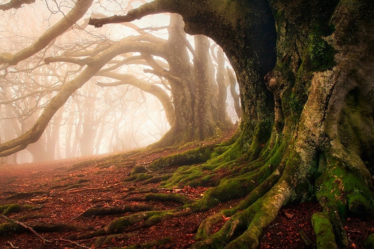 Wallpaper, sunlight, trees, landscape