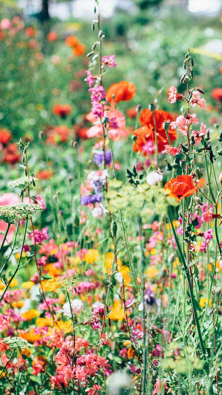 Celebrating Summer with 21 Wildflower iPhone Wallpaper. Preppy Wallpaper. iPhone wallpaper vintage quotes, iPhone wallpaper vintage, Wallpaper iphone summer