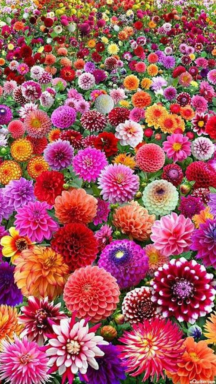 Nature Flowers iPhone Wallpaper