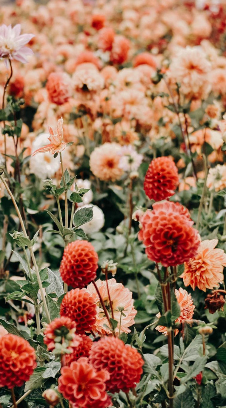 Have a lovely day :) like these beautiful flowers, summer flowers