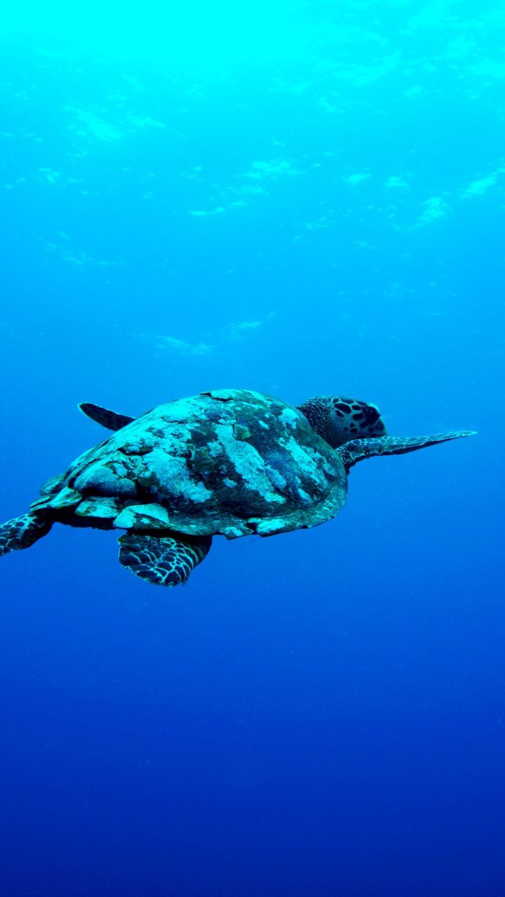 Aquatic animals, Turtle, Animal wallpaper