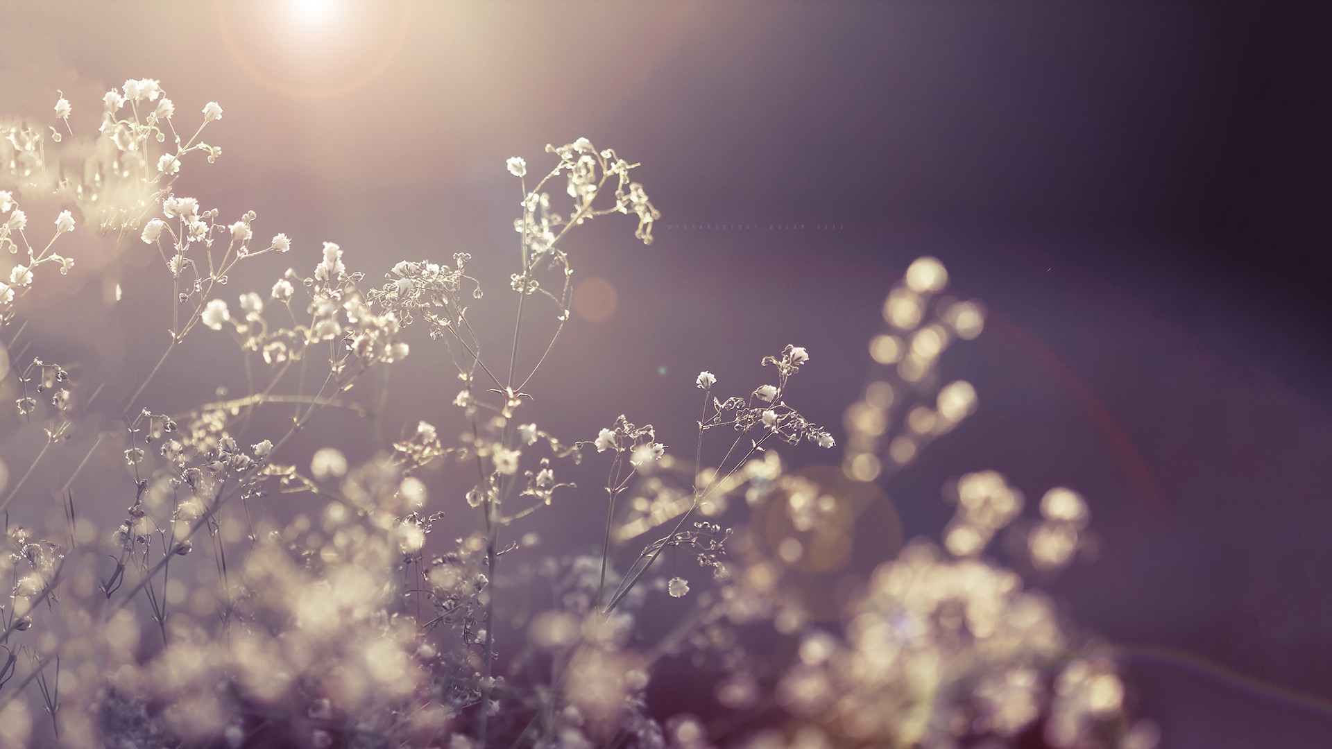 Wallpaper, sunlight, water, nature, grass, sky, plants, branch, morning, atmosphere, blossom, vintage, spring, light, plant, 1920x1080 px, twig, computer wallpaper, close up, macro photography, moisture, graphy 1920x1080
