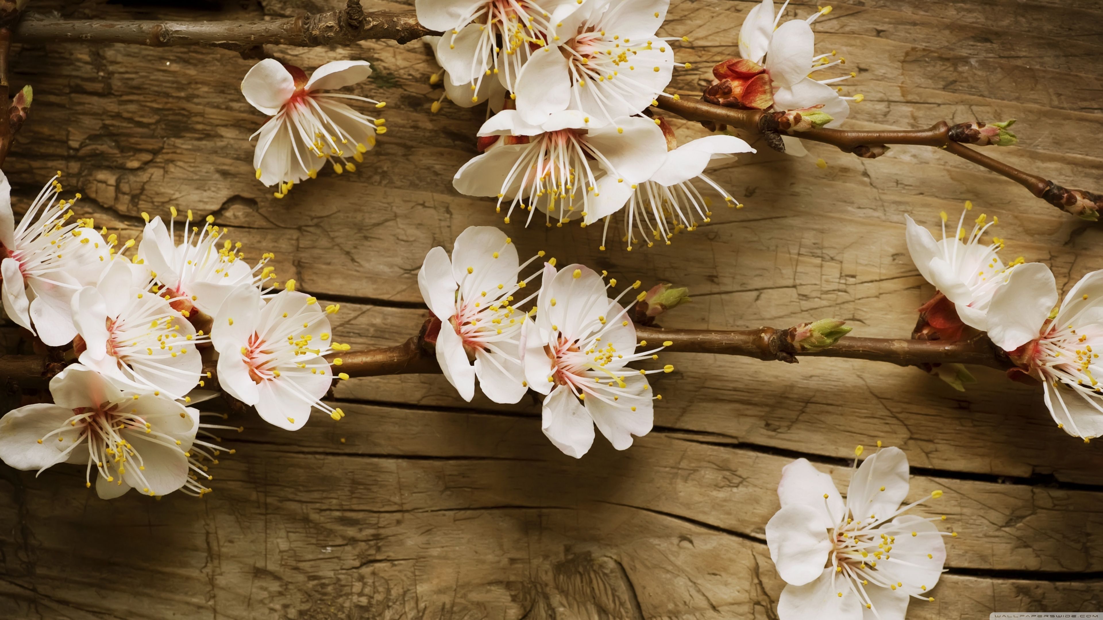 Rustic Spring Wallpaper