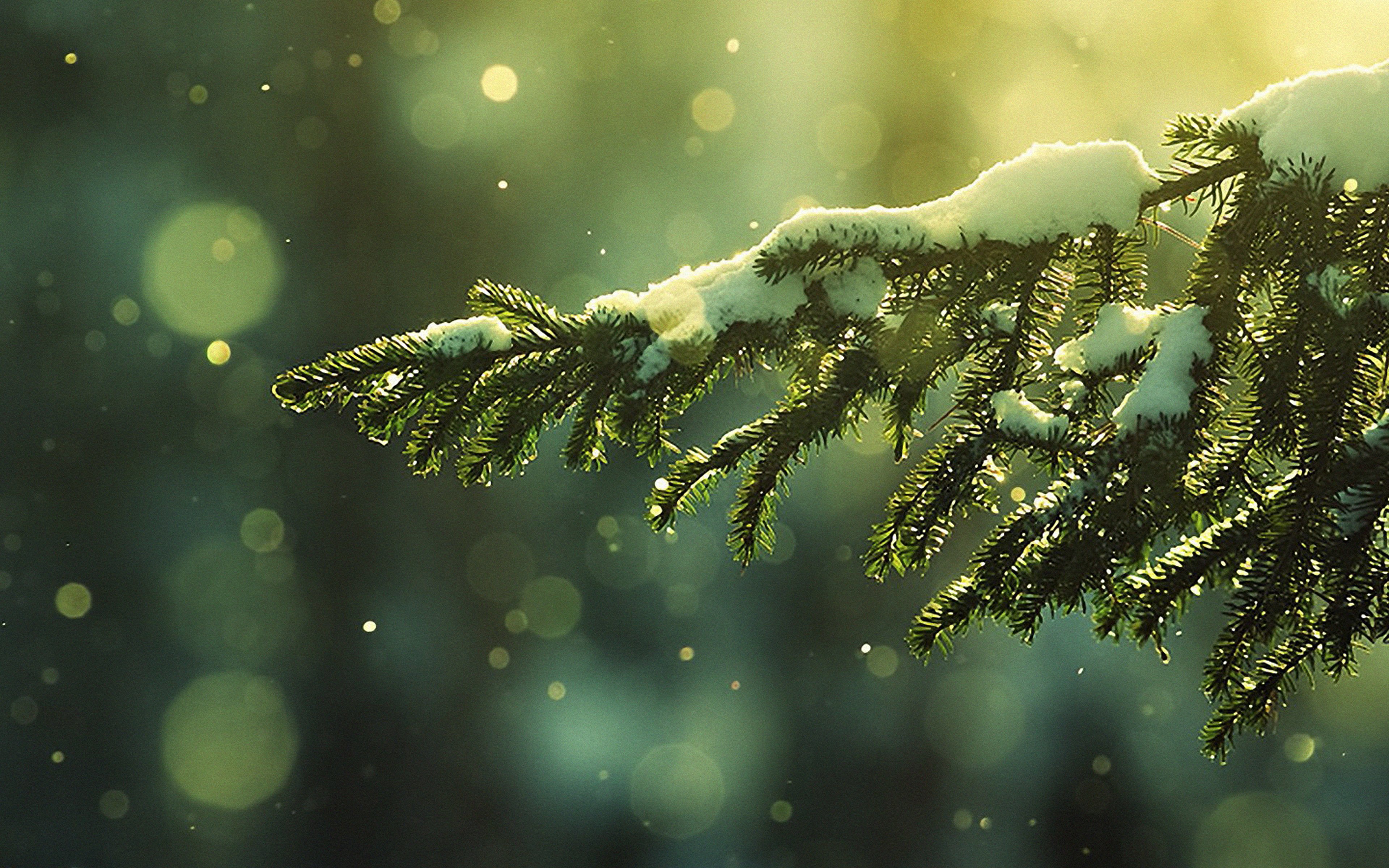 Wallpaper Green Pine Tree With Snow, Background Free Image