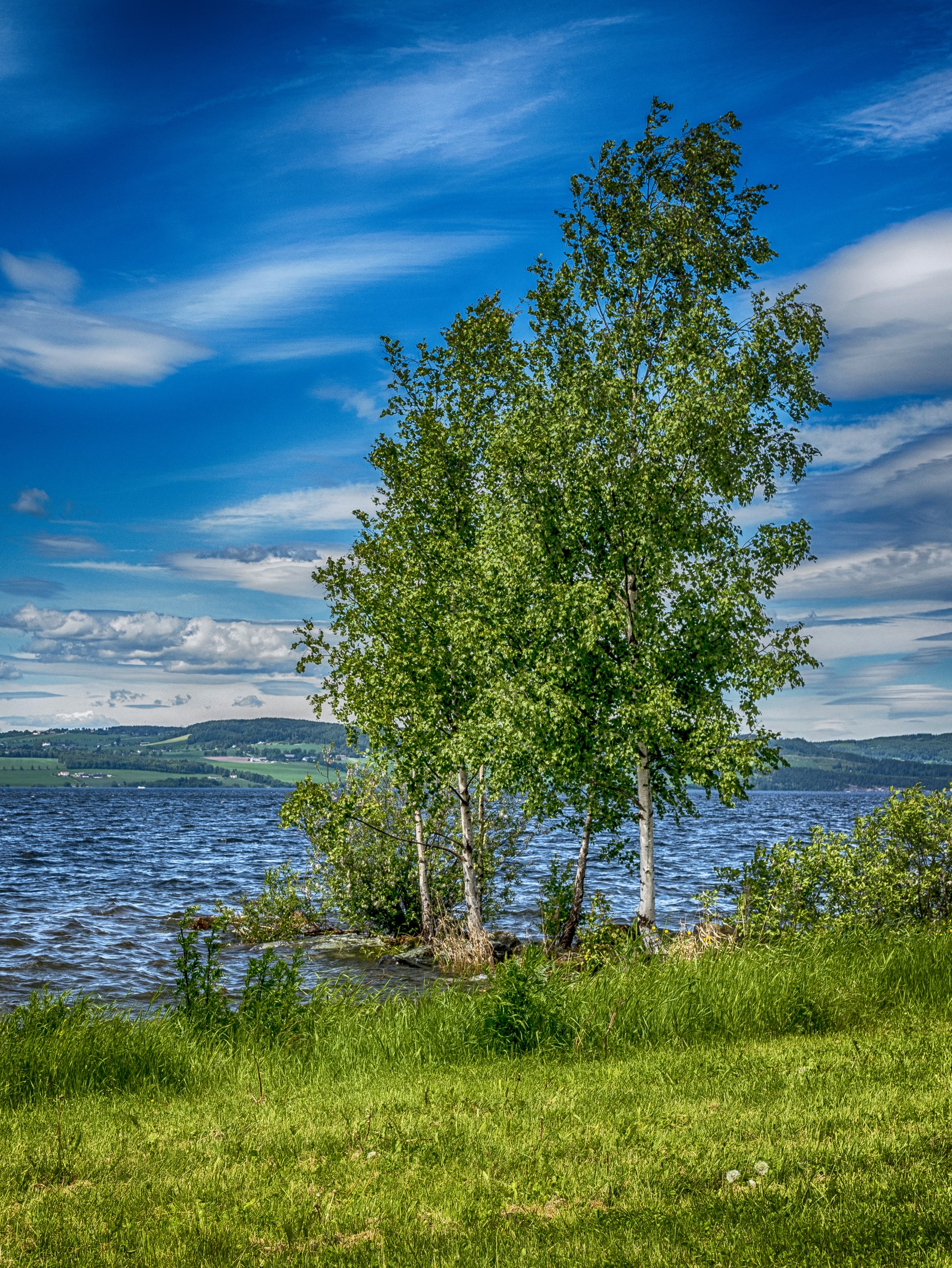 Hedmark, Norway, Lake, Summer, Sky, Trees, Grass Gallery HD Wallpaper