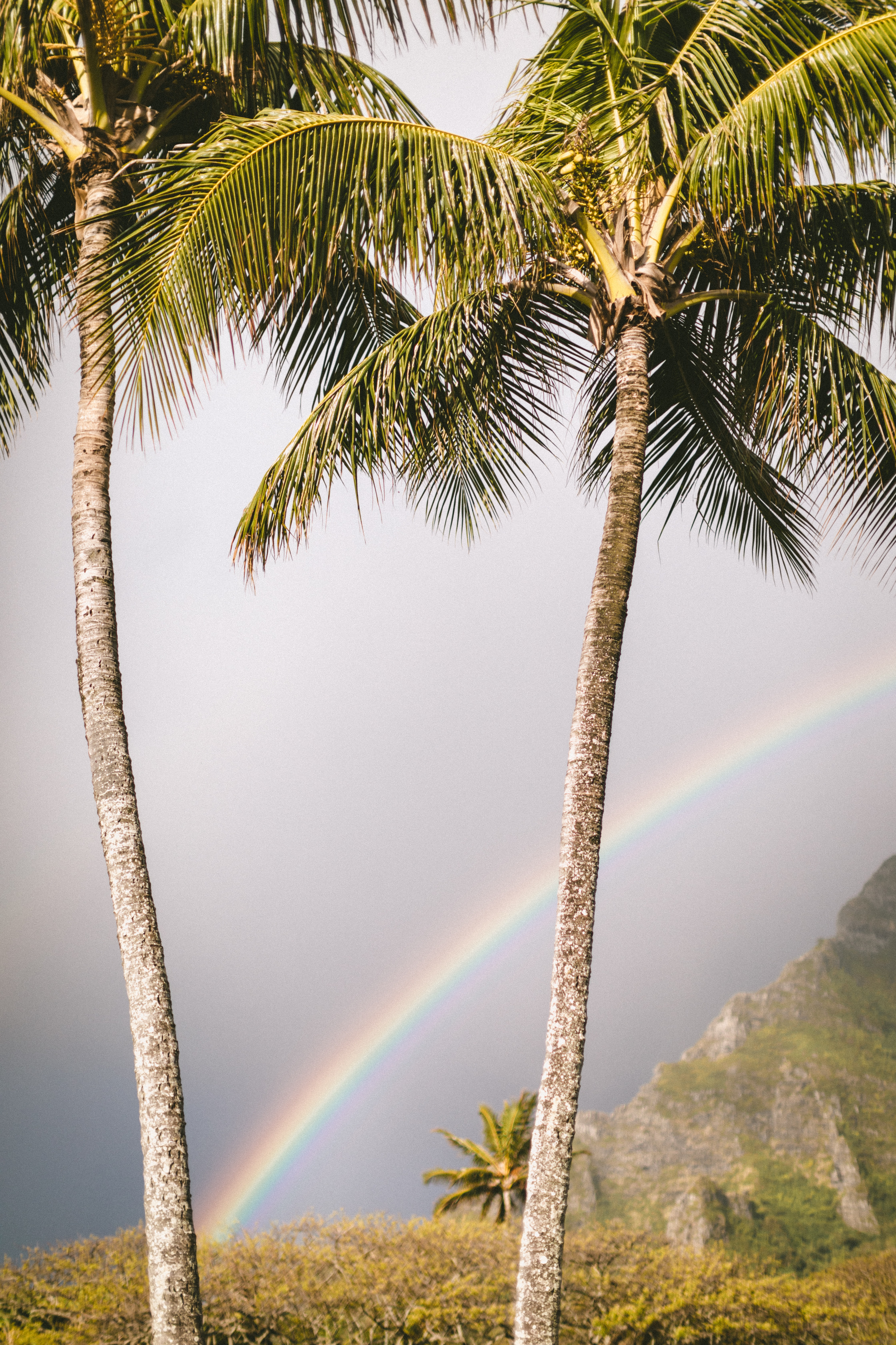 Mobile wallpaper: Rainbow, Nature, Palms, Summer, 151089 download the picture for free