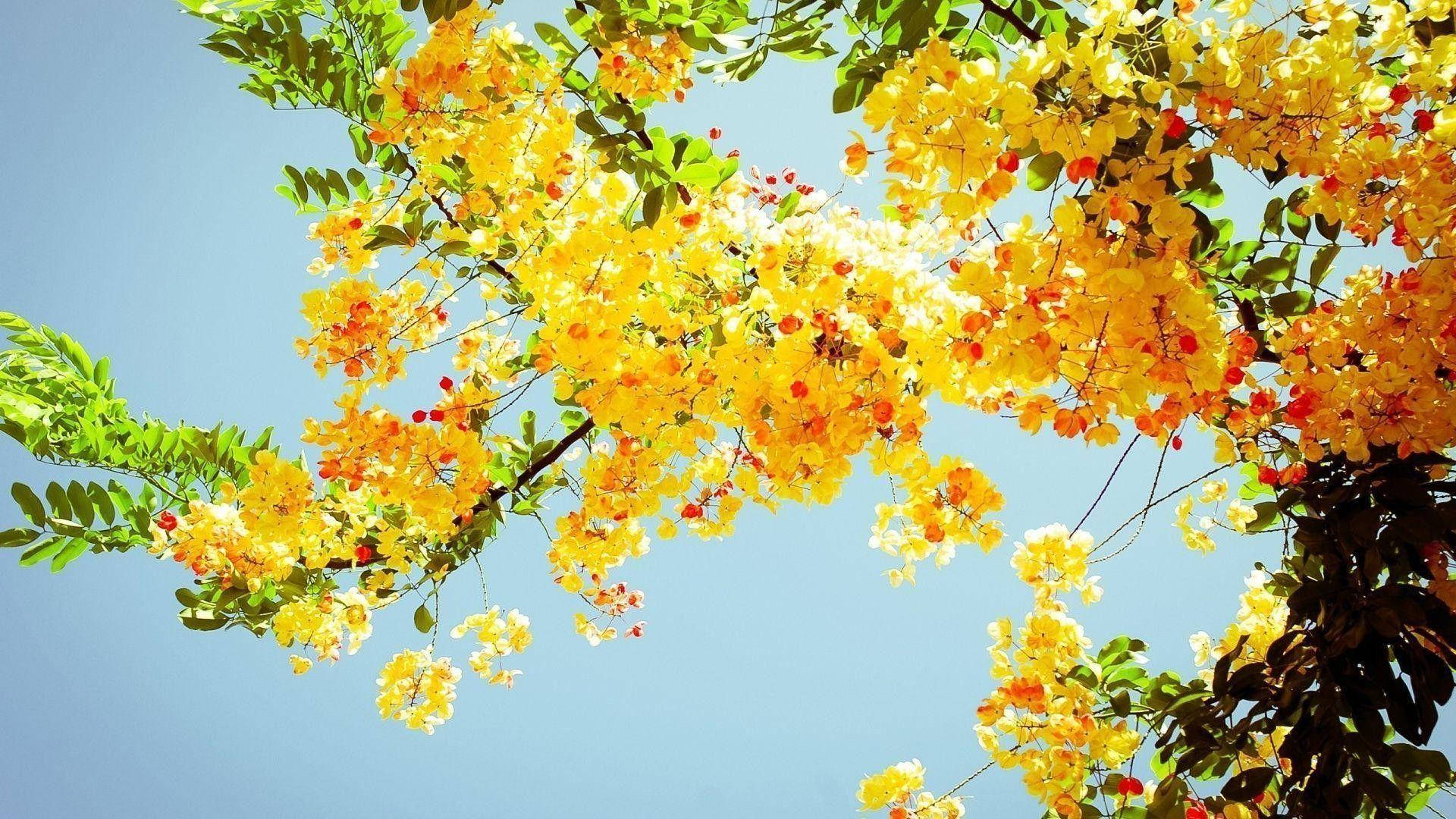 Download Spring Aesthetic Yellow Sunny Wallpaper