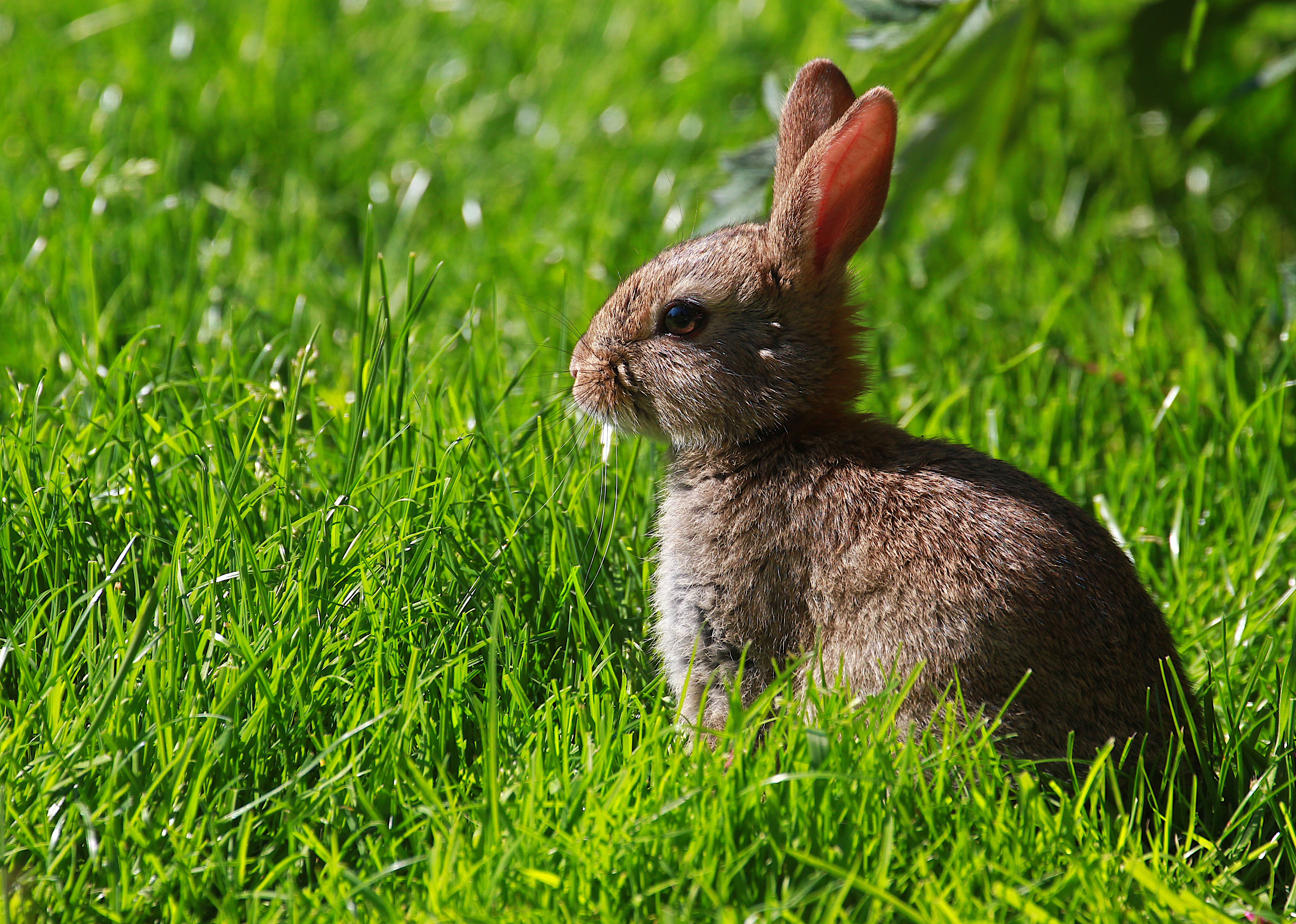 Wallpaper, morning, wild, summer, hairy, brown, rabbit, bunny, nature, grass, garden, furry, day, bokeh, ears, Northumberland, alert, canoneos7d, ef70300l 4843x3452